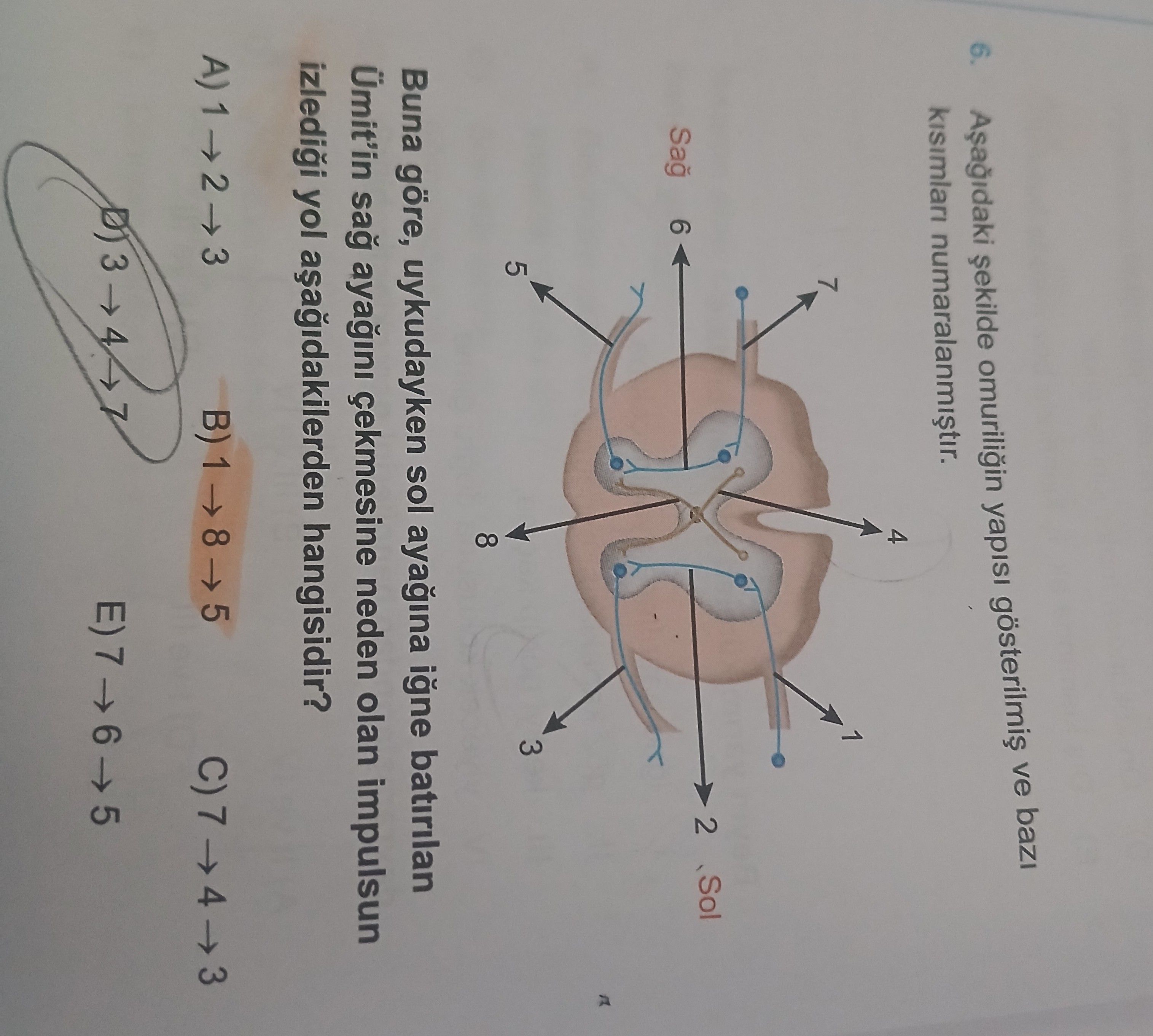 Aşağıdaki şekilde omuriliğin yapısı gösterilmiş ve bazı kısımları numaralandırılmıştır. Buna göre