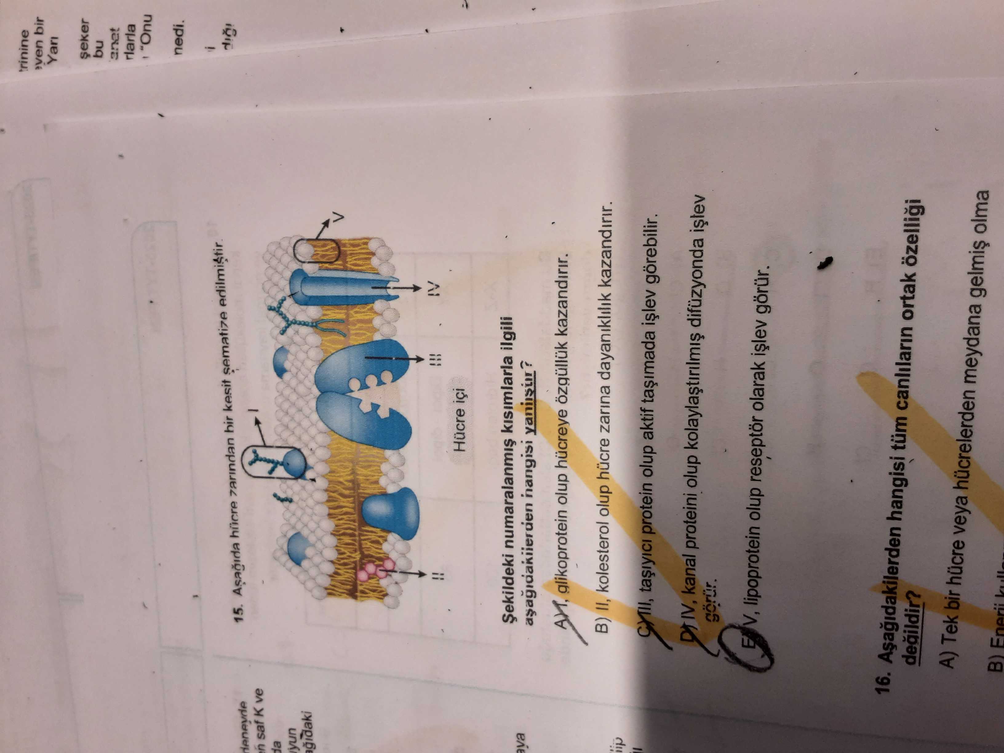 Aşağıda hücre zarından bir kesit şematize edilmiştir. Şekildeki numaralanmış kısımlarla ilgili