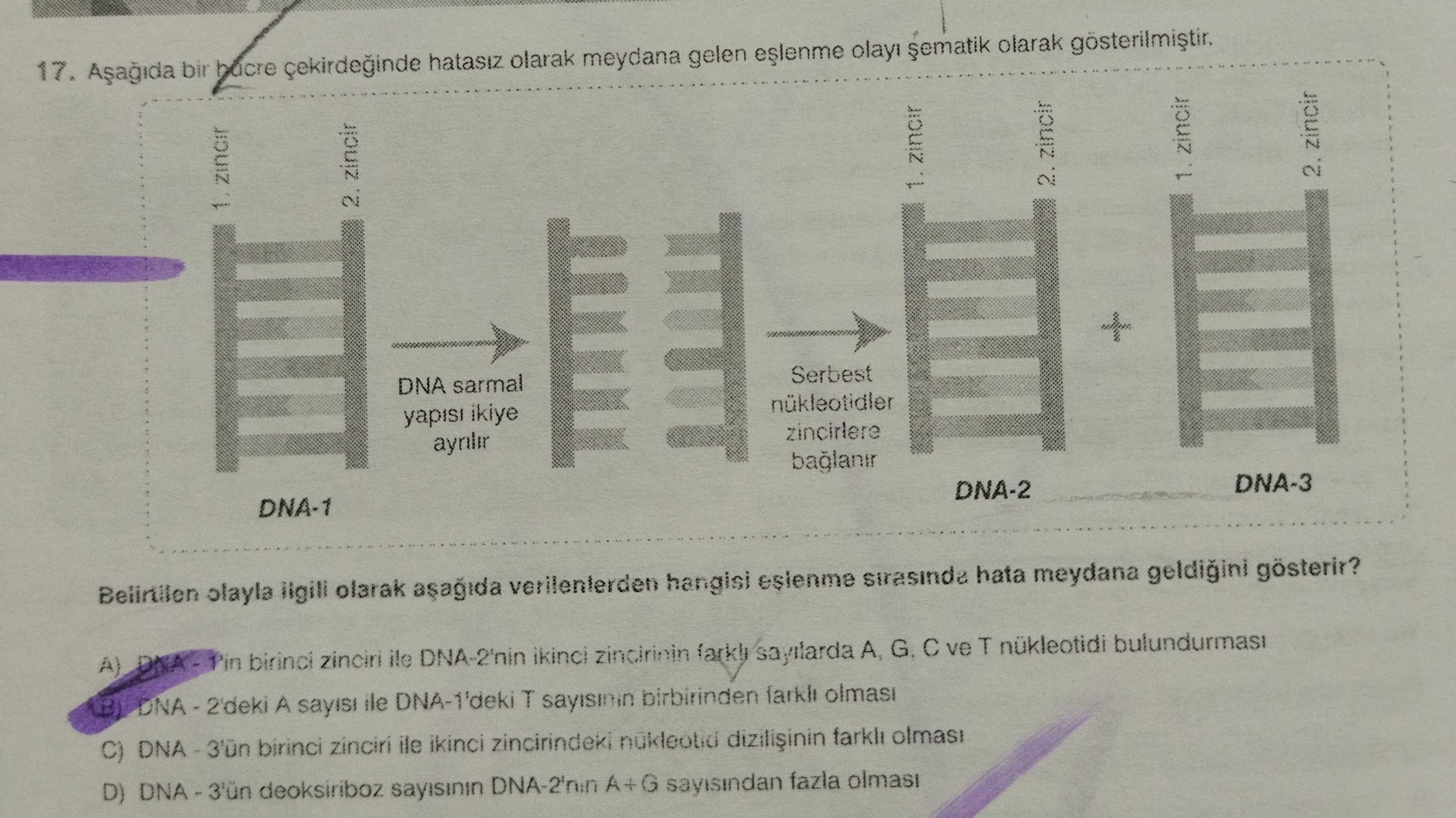 Aşağıda bir hücre çekirdeğinde hatasız olarak meydana gelen eşlenme olayı şematik olarak