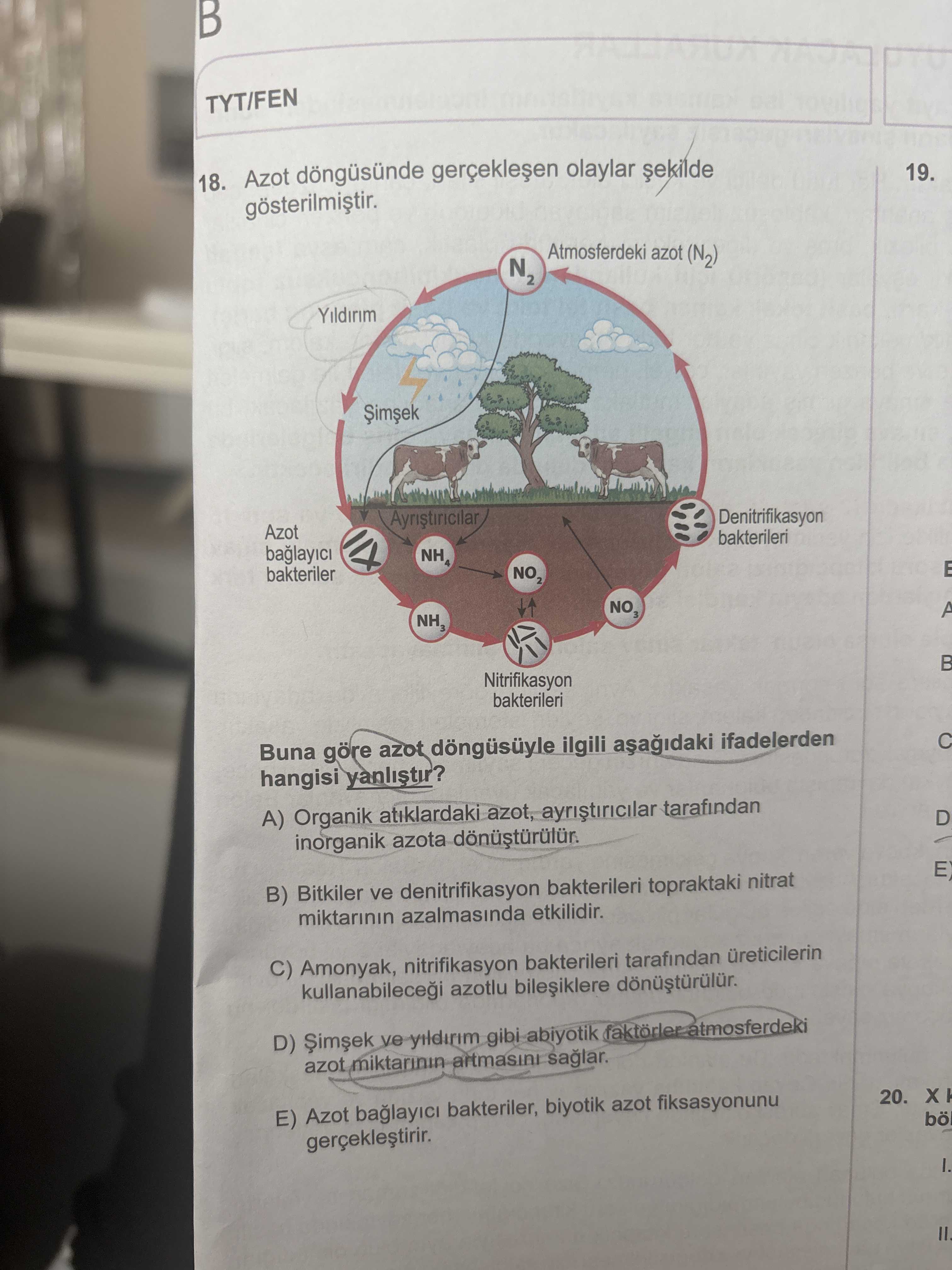 Azot döngüsünde gerçekleşen olaylar şekilde gösterilmiştir. Buna göre azot döngüsüyle ilgili