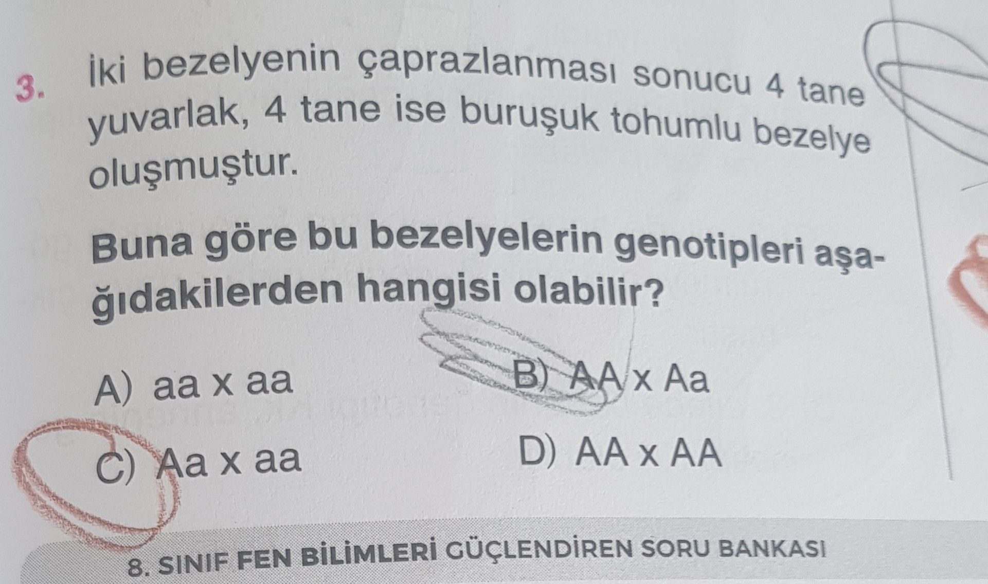 İki bezelyenin çaprazlanması sonucu 4 tane yuvarlak, 4 tane ise buruşuk tohumlu bezelye oluşmuştur