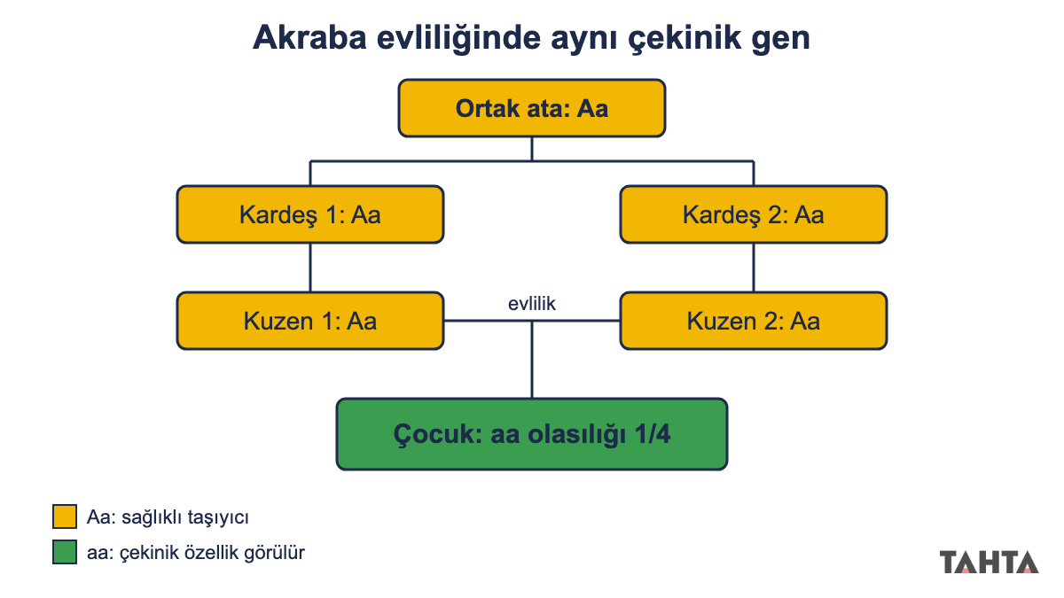 Akraba evliliği ve çekinik genlerin ortaya çıkması: ortak atadan iki kuzene geçen a geni