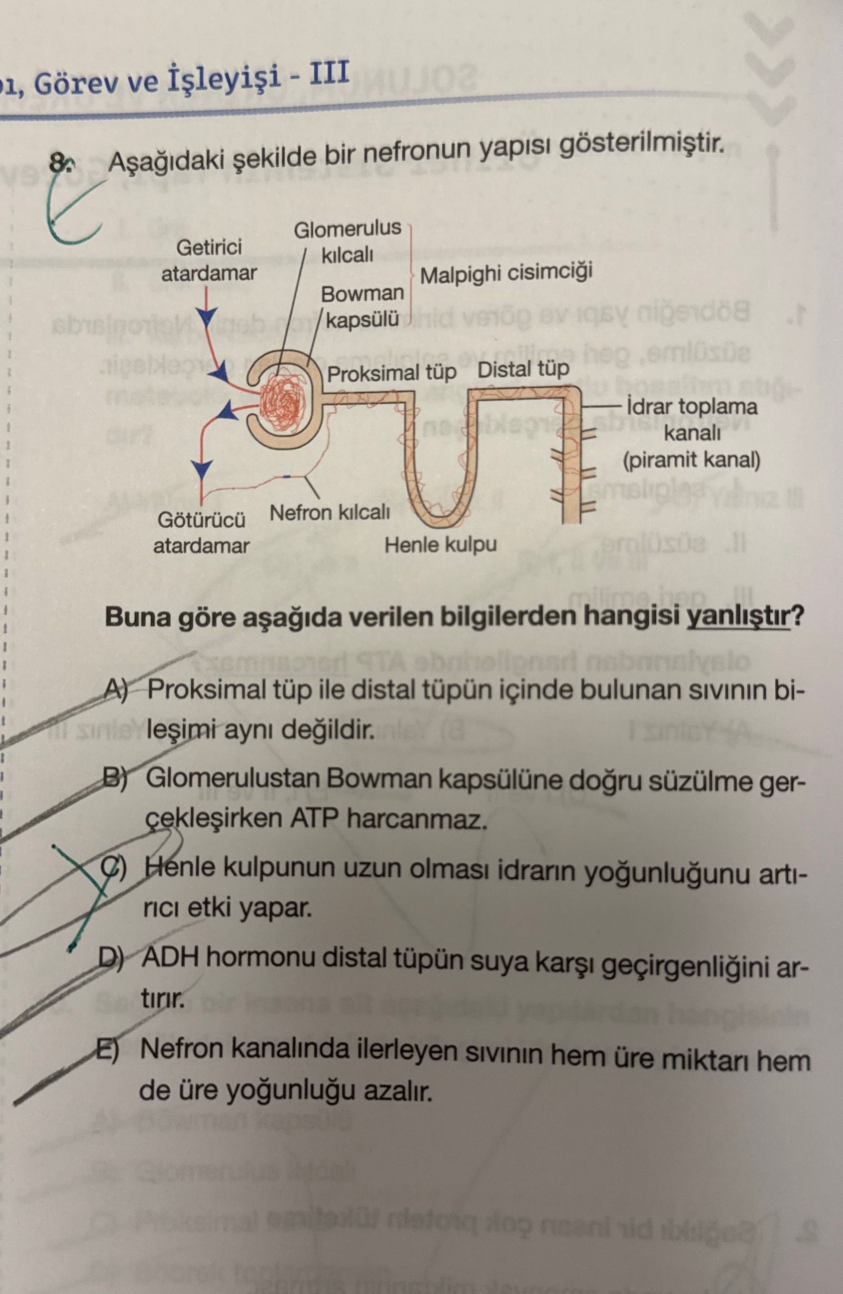 Aşağıdaki şekilde bir nefronun yapısı gösterilmiştir. Buna göre aşağıda verilen bilgilerden hangisi