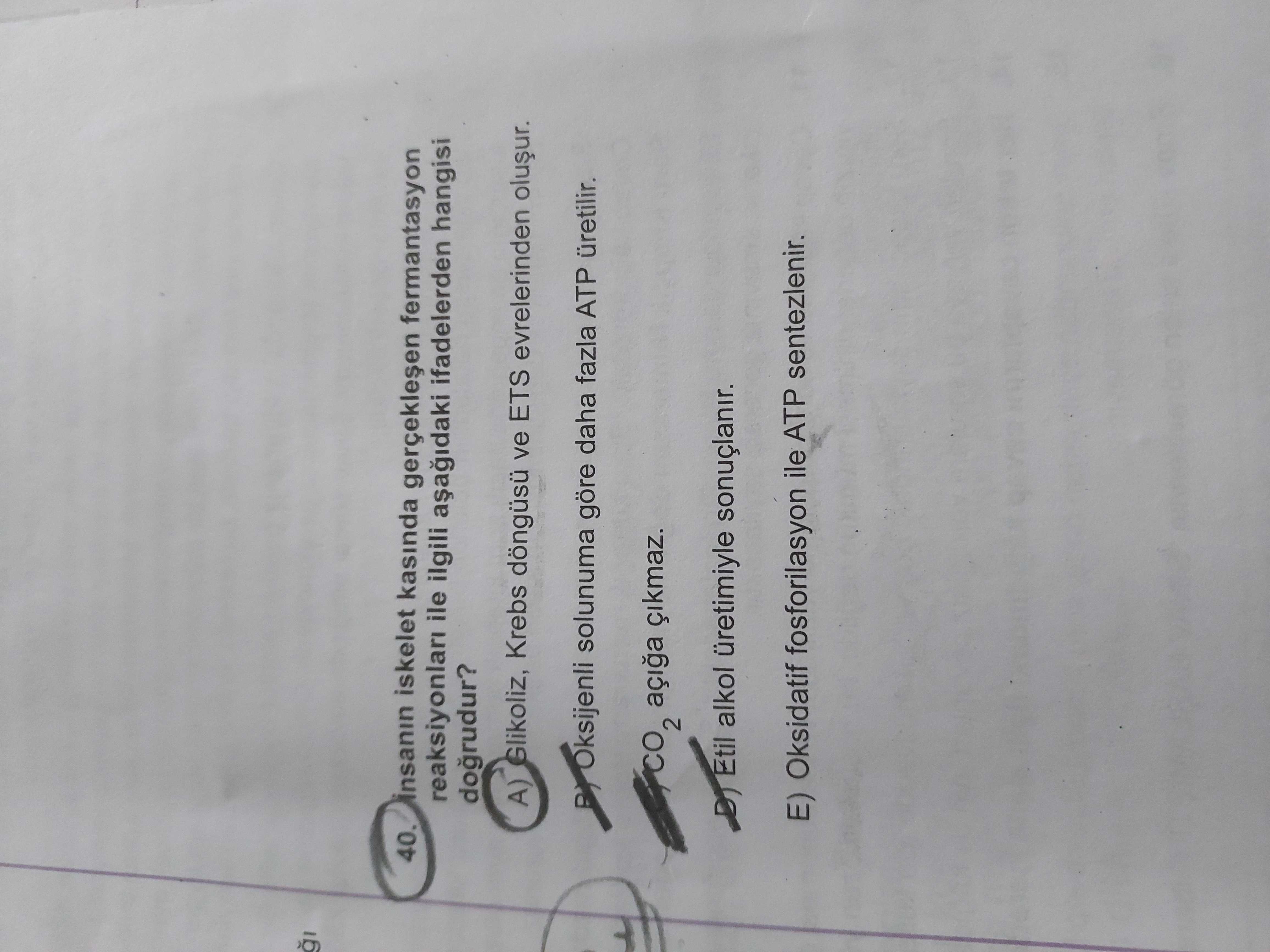 İnsanın iskelet kasında gerçekleşen fermantasyon reaksiyonları ile ilgili aşağıdaki ifadelerden