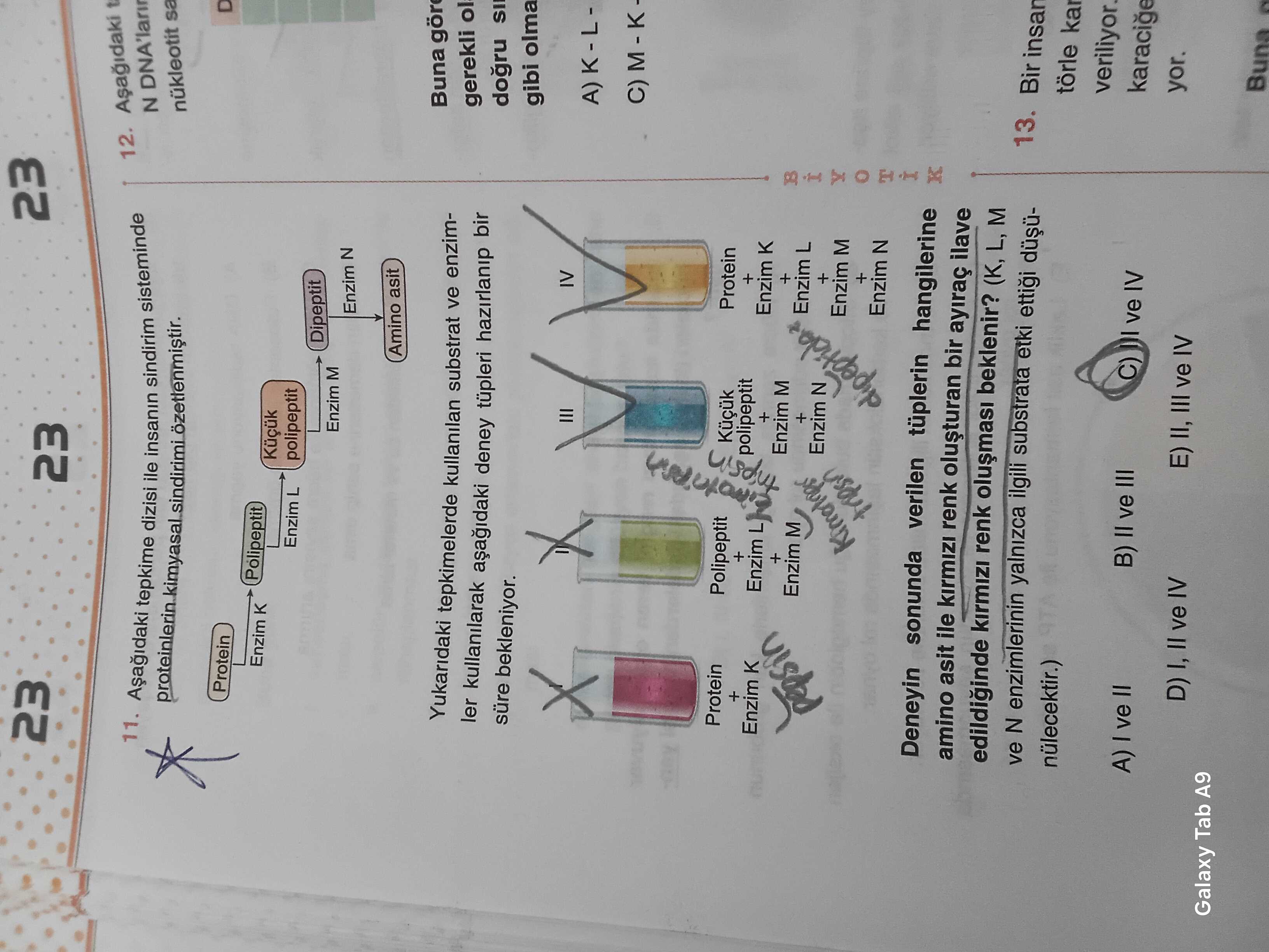 Aşağıdaki tepkime dizisi ile insanın sindirim sisteminde N DNA'larının nükleoitit sa... proteinlerin