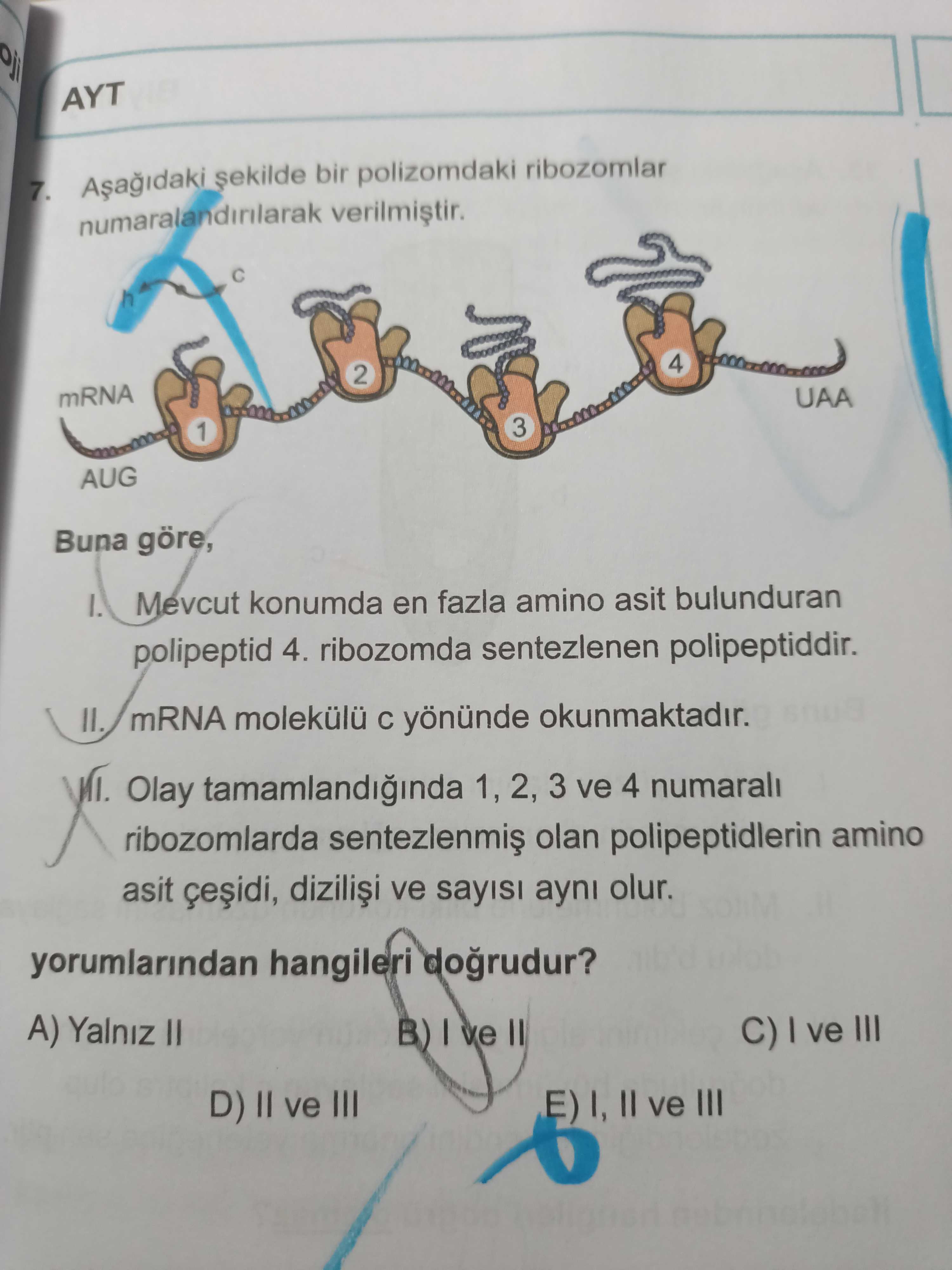 Aşağıdaki şekilde bir polizomdaki ribozomlar numaralandırılarak verilmiştir. Buna göre, I. Mevcut konumda en fazla amino asit