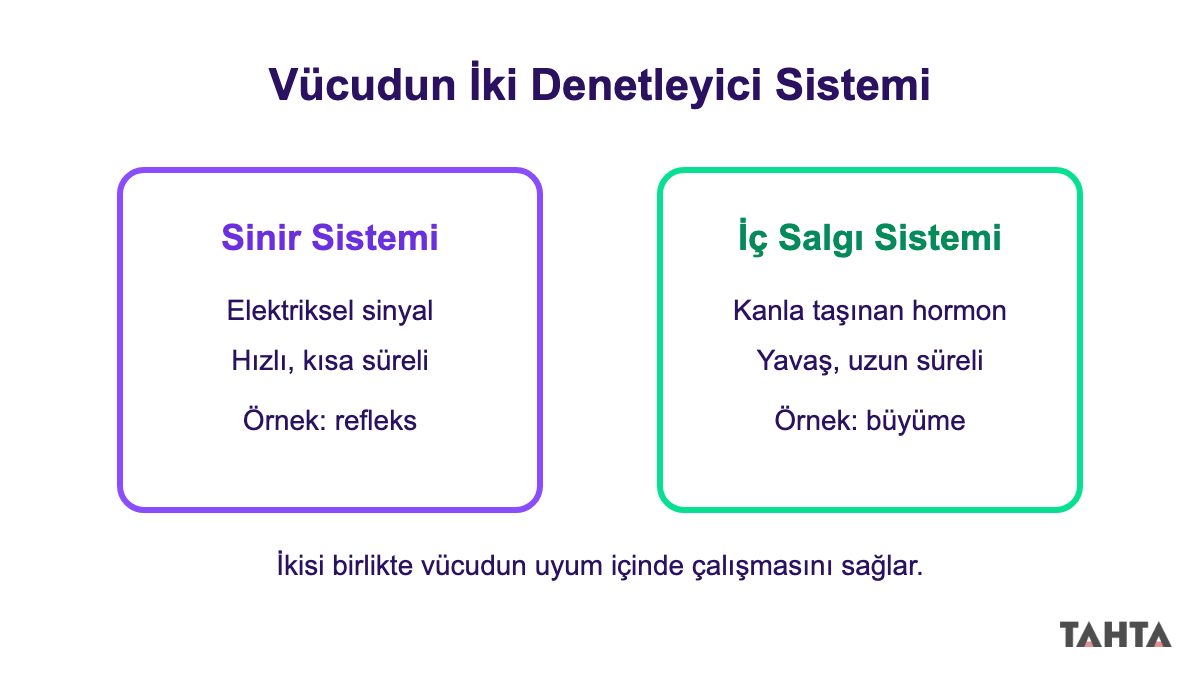6. sınıf denetleyici ve düzenleyici sistemler şeması