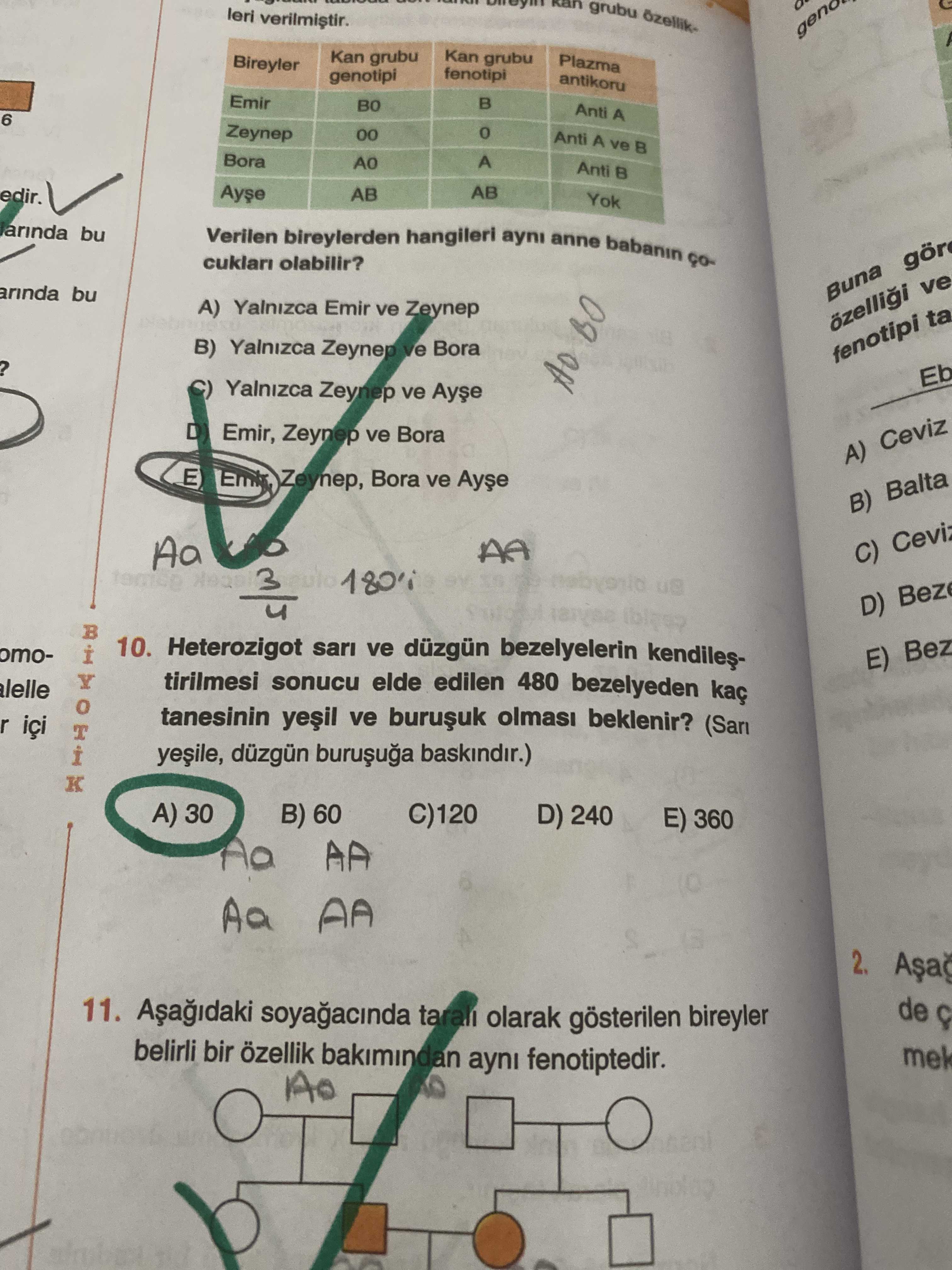 Verilen bireylerden hangileri aynı anne babanın çocukları olabilir?