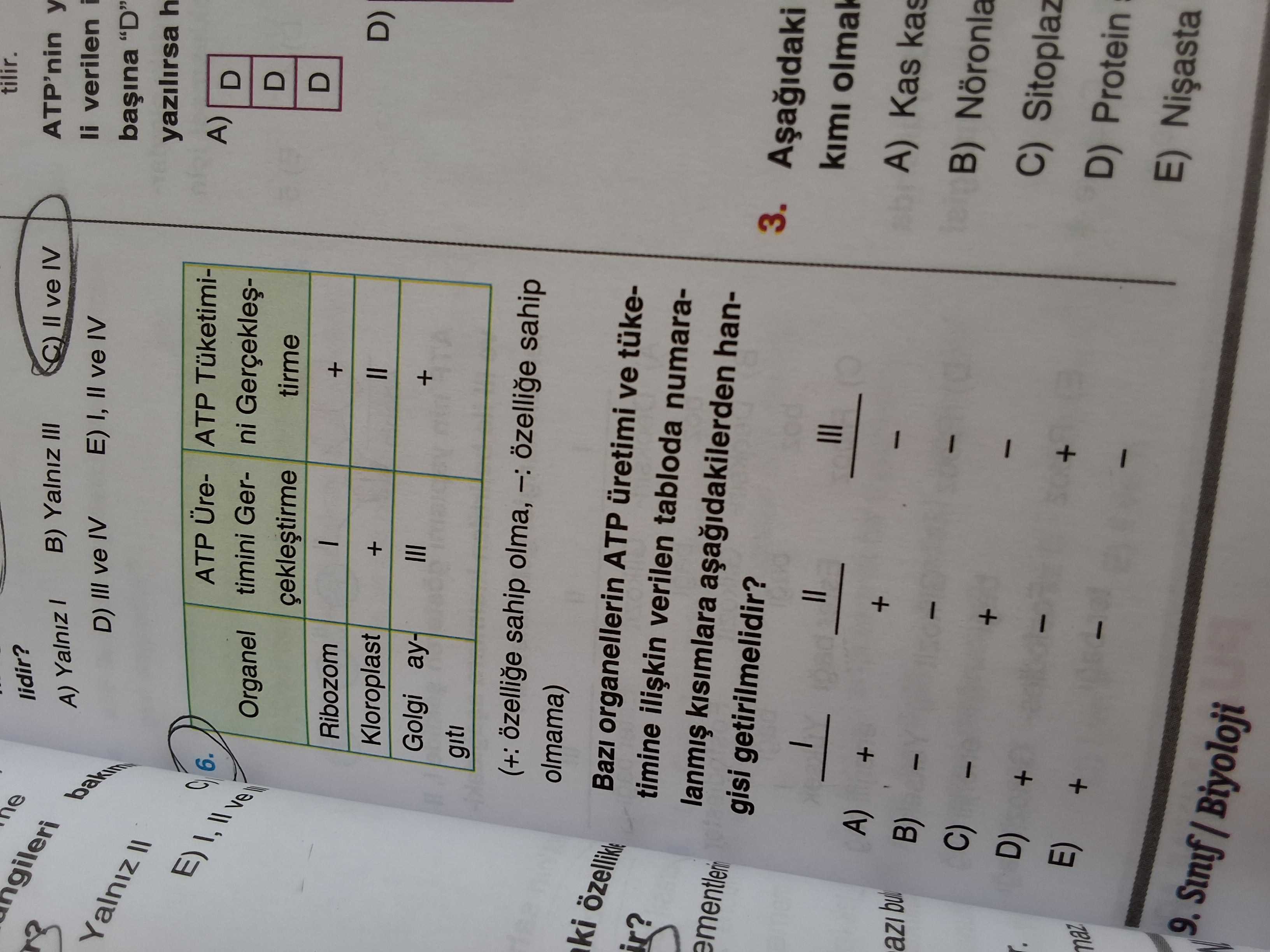 Biyoloji (12. Sınıf)