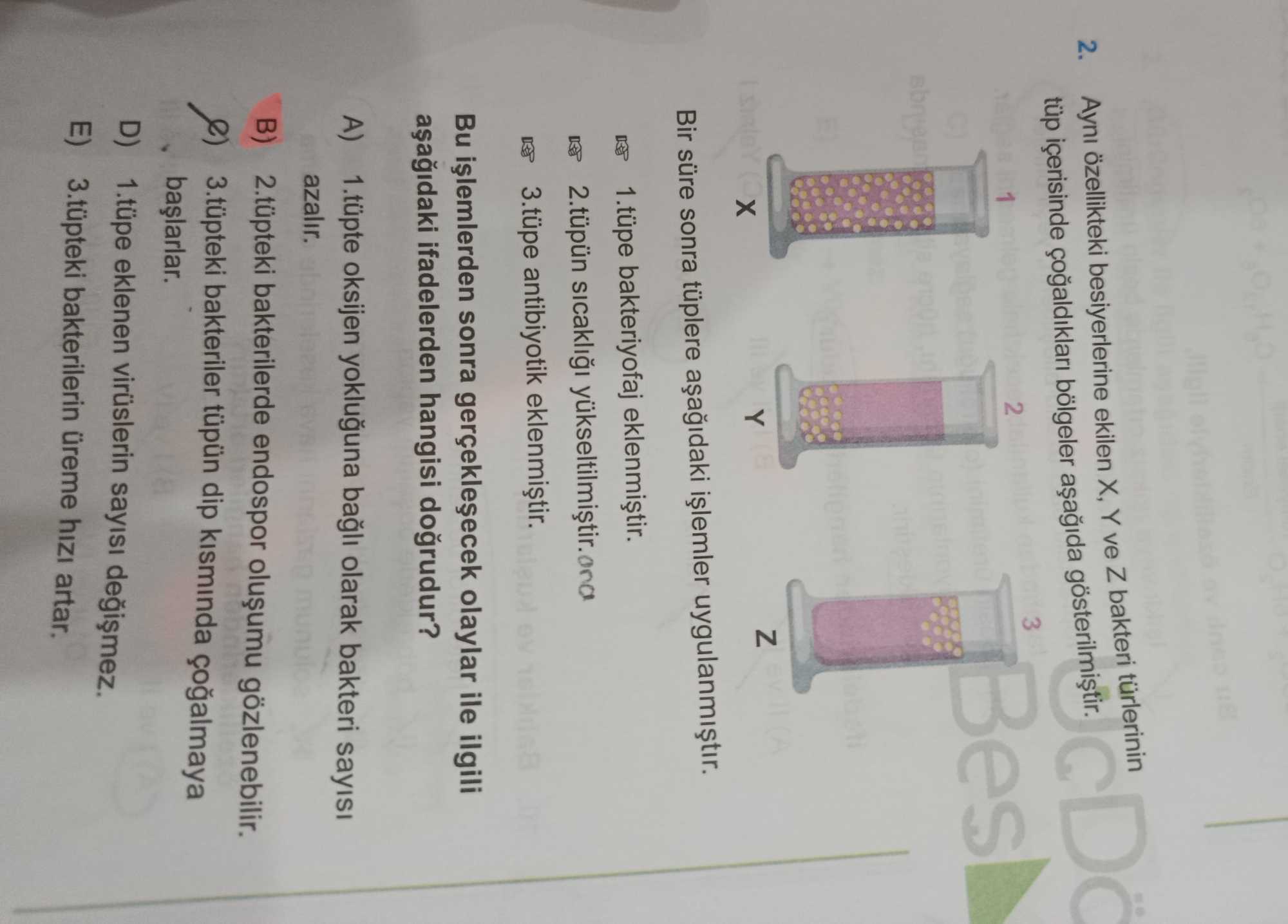 Aynı özellikteki besiyerlerine eklilen X, Y ve Z bakteri türlerinin tüp içerisinde çoğaldıkları