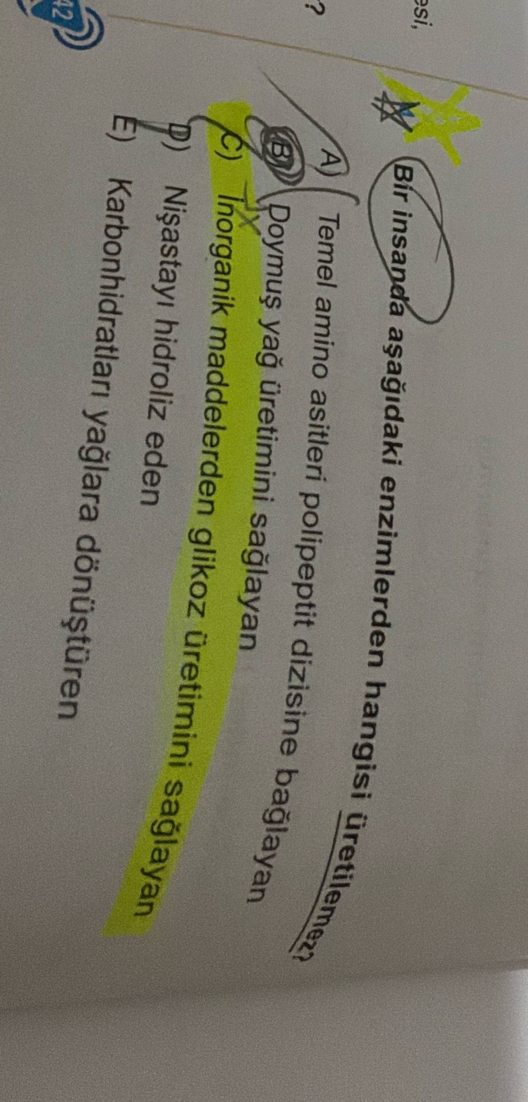 Bir insanda aşağıdaki enzimlerden hangisi üretilemez?
