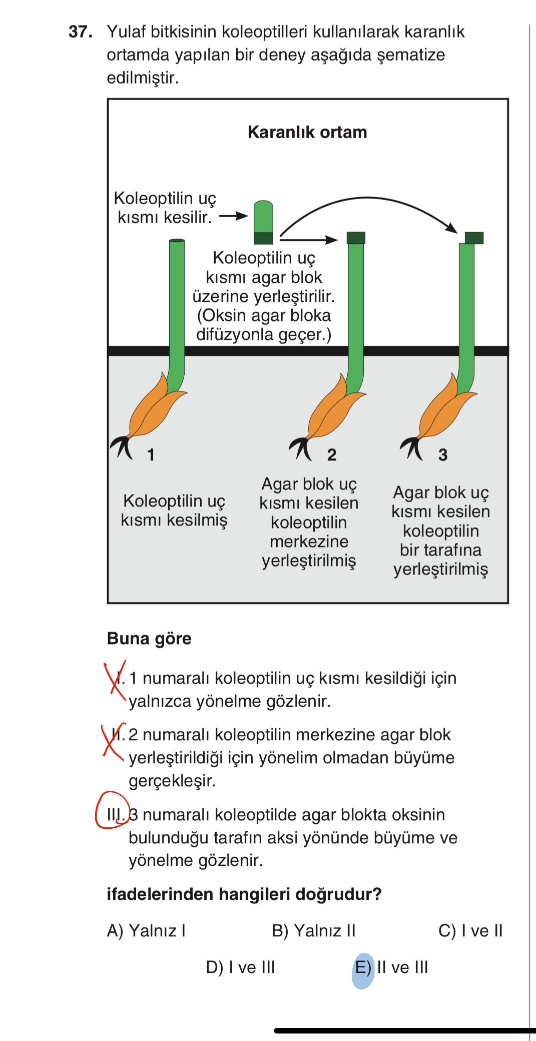 Yulaf bitkisinin koleoptilleri kullanılarak karanlık ortamda yapılan bir deney aşağıda şematize