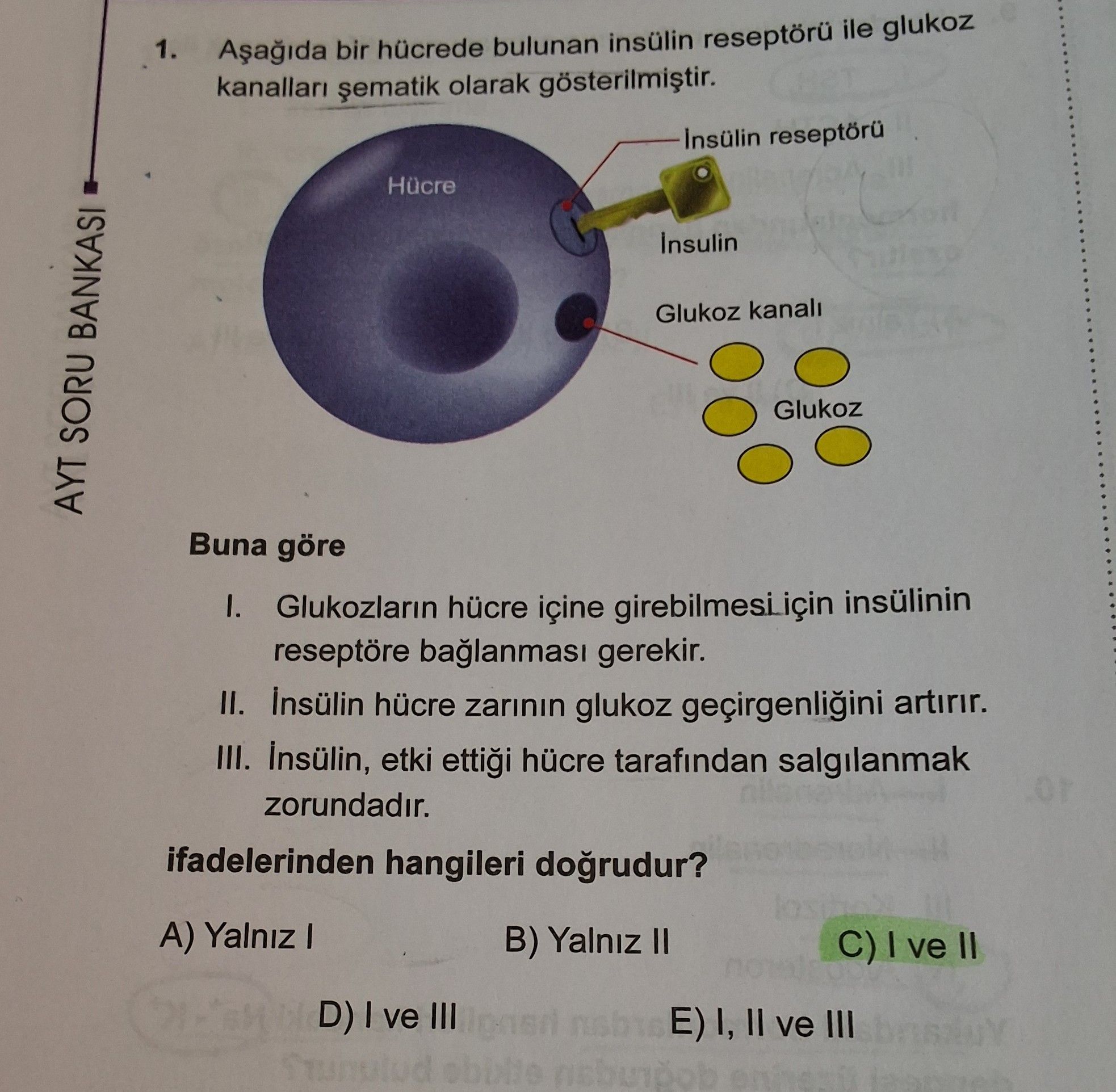 Aşağıda bir hücrede bulunan insülin reseptörü ile glukoz kanalları şematik olarak gösterilmiştir