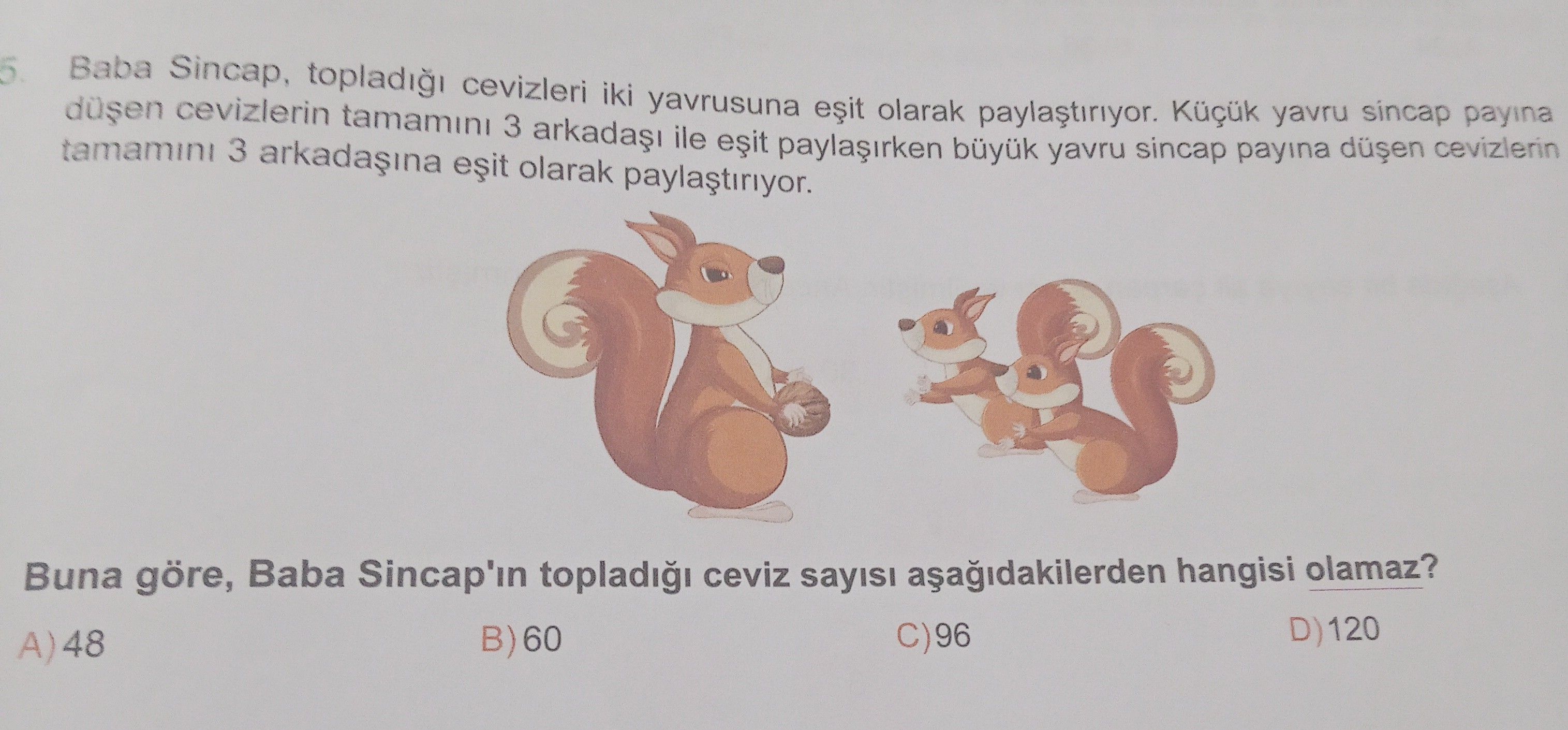 Baba Sincap, topladığı cevizleri iki yavrusuna eşit olarak paylaştırıyor. Küçük yavru sincap payına