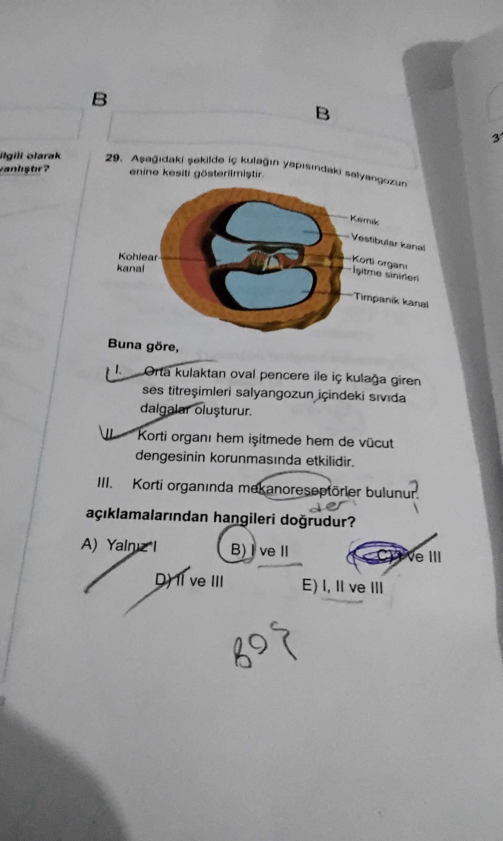 Aşağıdaki şekilde iç kulağın yapısındaki salyangozun enine kesiti gösterilmiştir. Buna göre, I. Orta