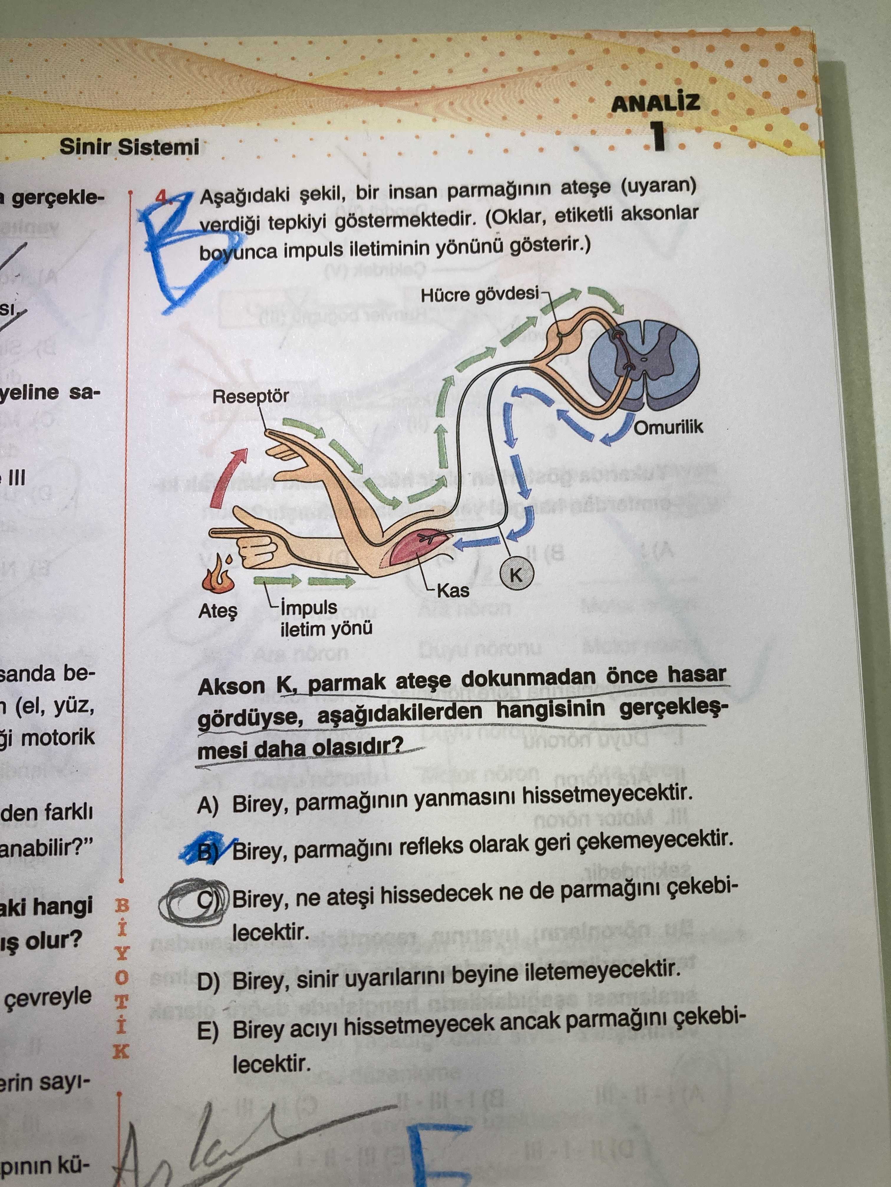 Aşağıdaki şekil, bir insan parmağının ateşe (uyaran) verdiği tepkiyi göstermektedir. (Oklar