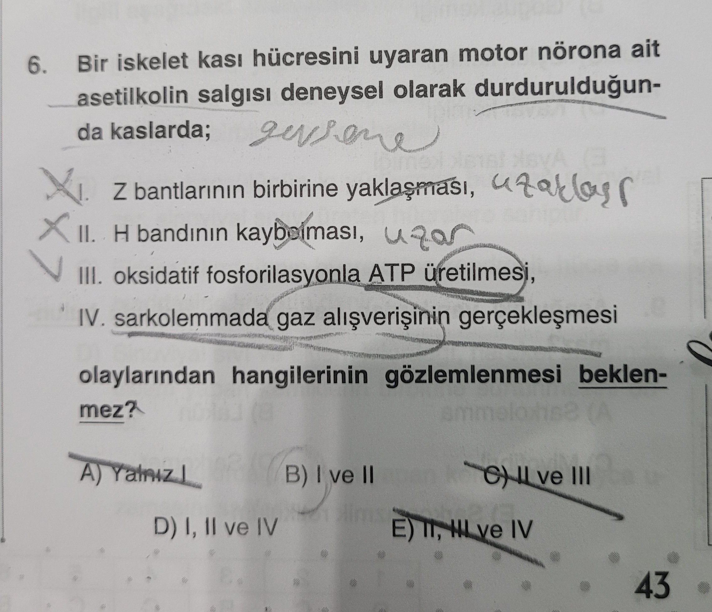 Bir iskelet kası hücresini uyaran motor nörona ait asetilkolin salgısı deneysel olarak