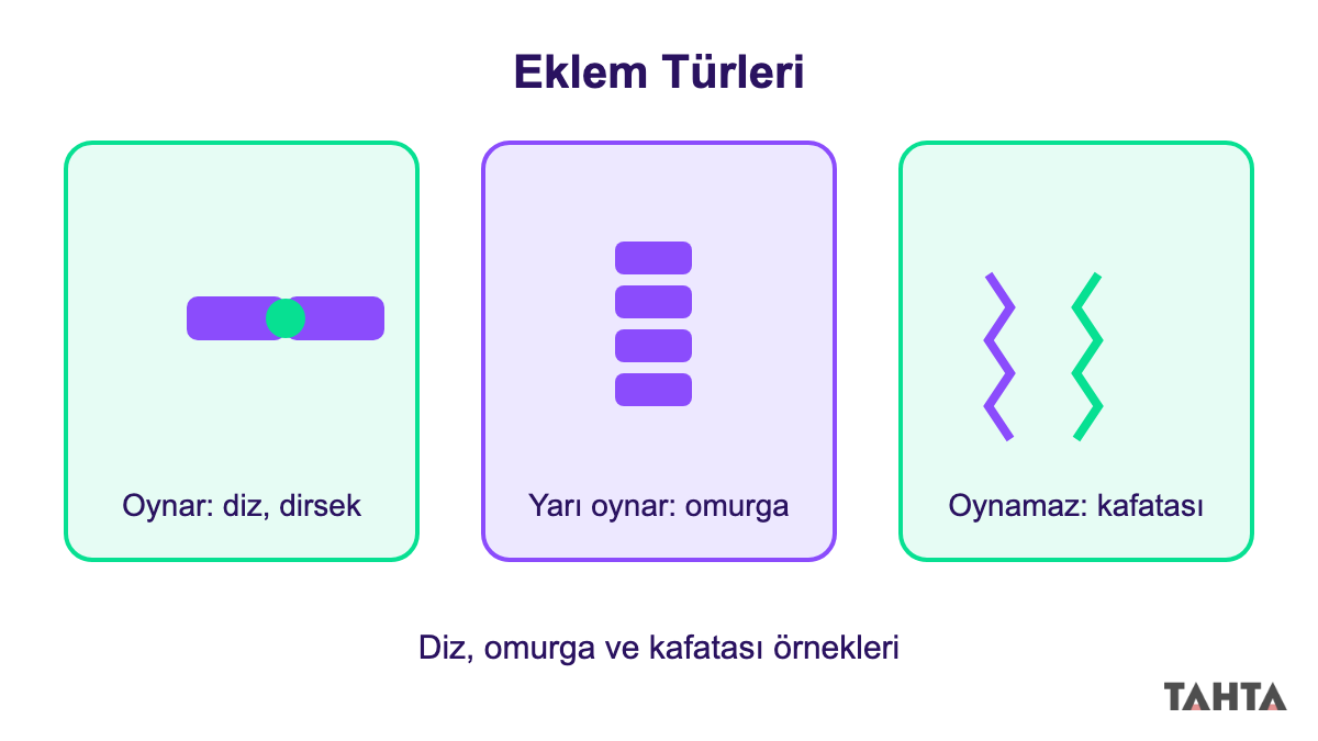 Oynar, yarı oynar ve oynamaz eklem örnekleri: diz, omurga ve kafatası