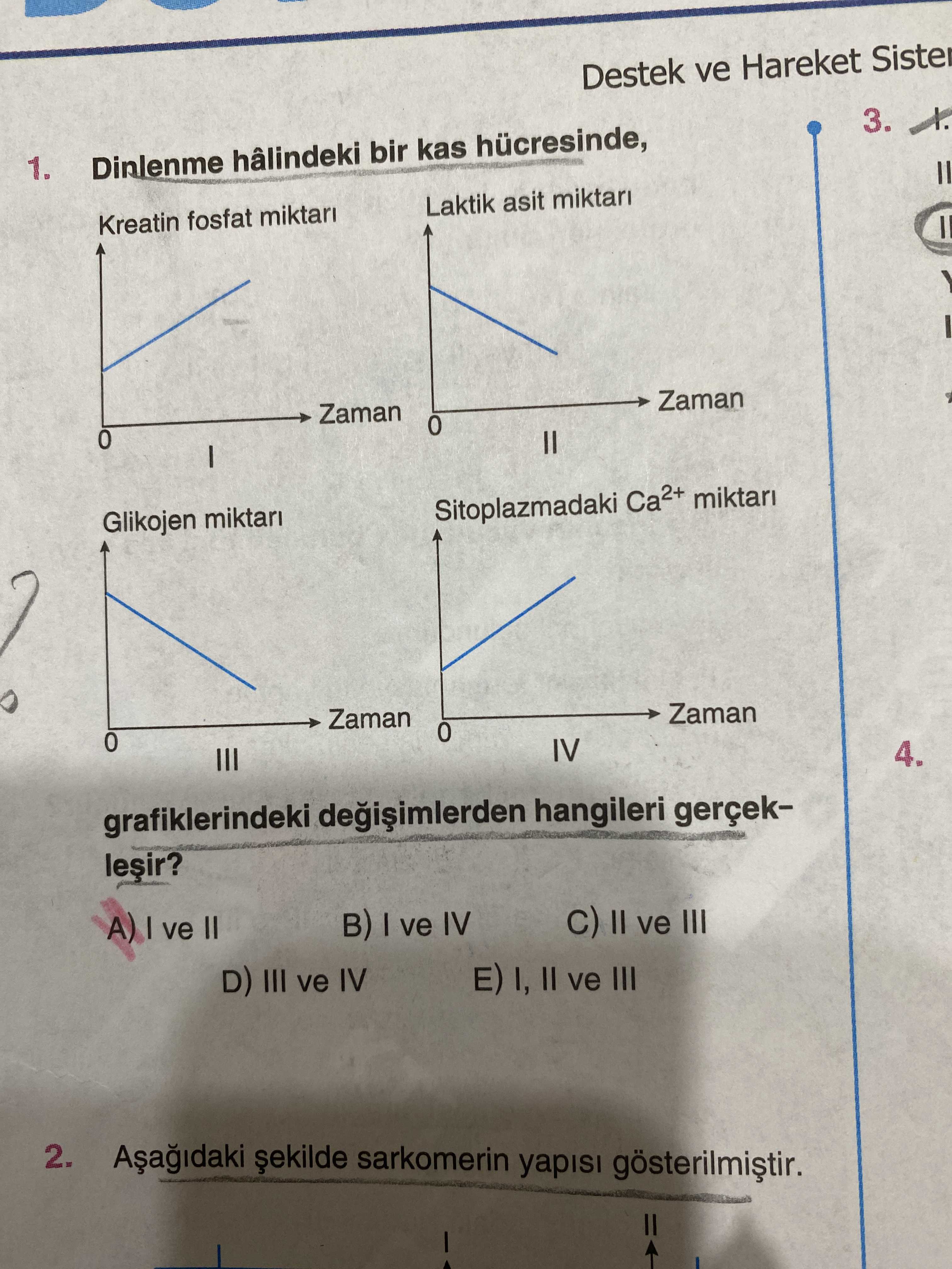 Dinlenme hâlindeki bir kas hücresinde, grafiklerindeki değişimlerden hangileri gerçekleşir?