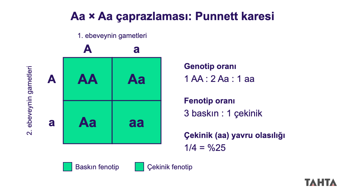 8. sınıf kalıtım Aa x Aa Punnett karesi: AA, Aa, Aa kutuları baskın, aa kutusu çekinik