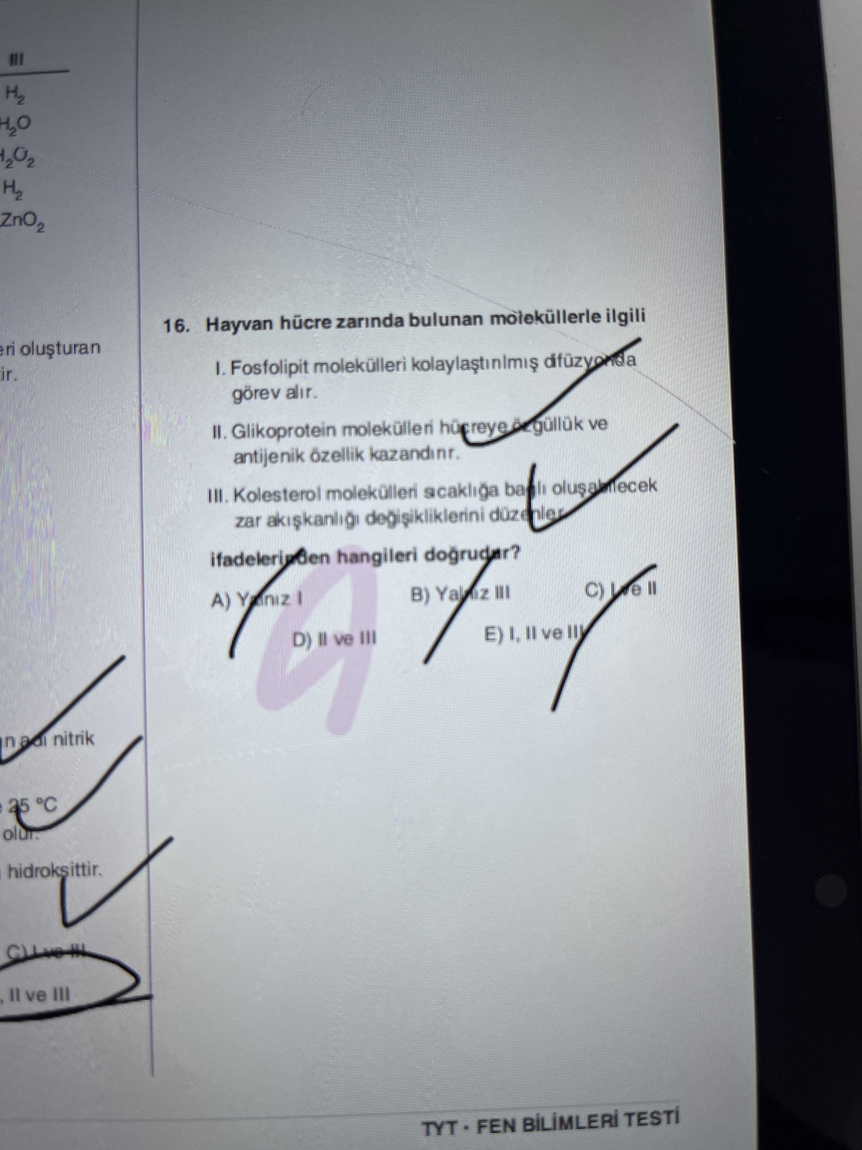 Hayvan hücre zarında bulunan moleküllerle ilgili I. Fosfolipit molekülleri kolaylaştırılmış