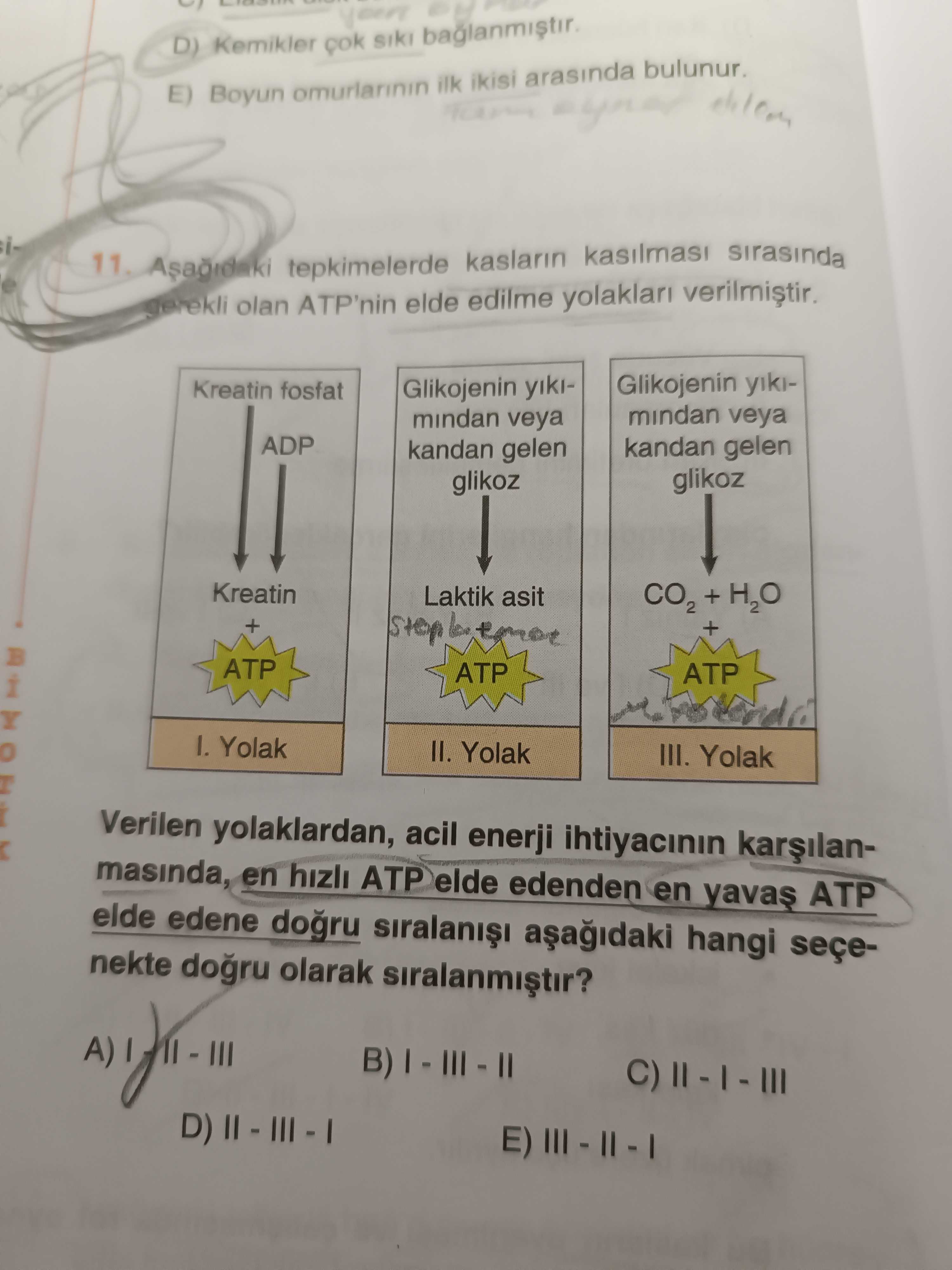 Aşağıdaki tepkimelerde kasların kasılması sırasında gerekli olan ATP'nin elde edilme yolakları