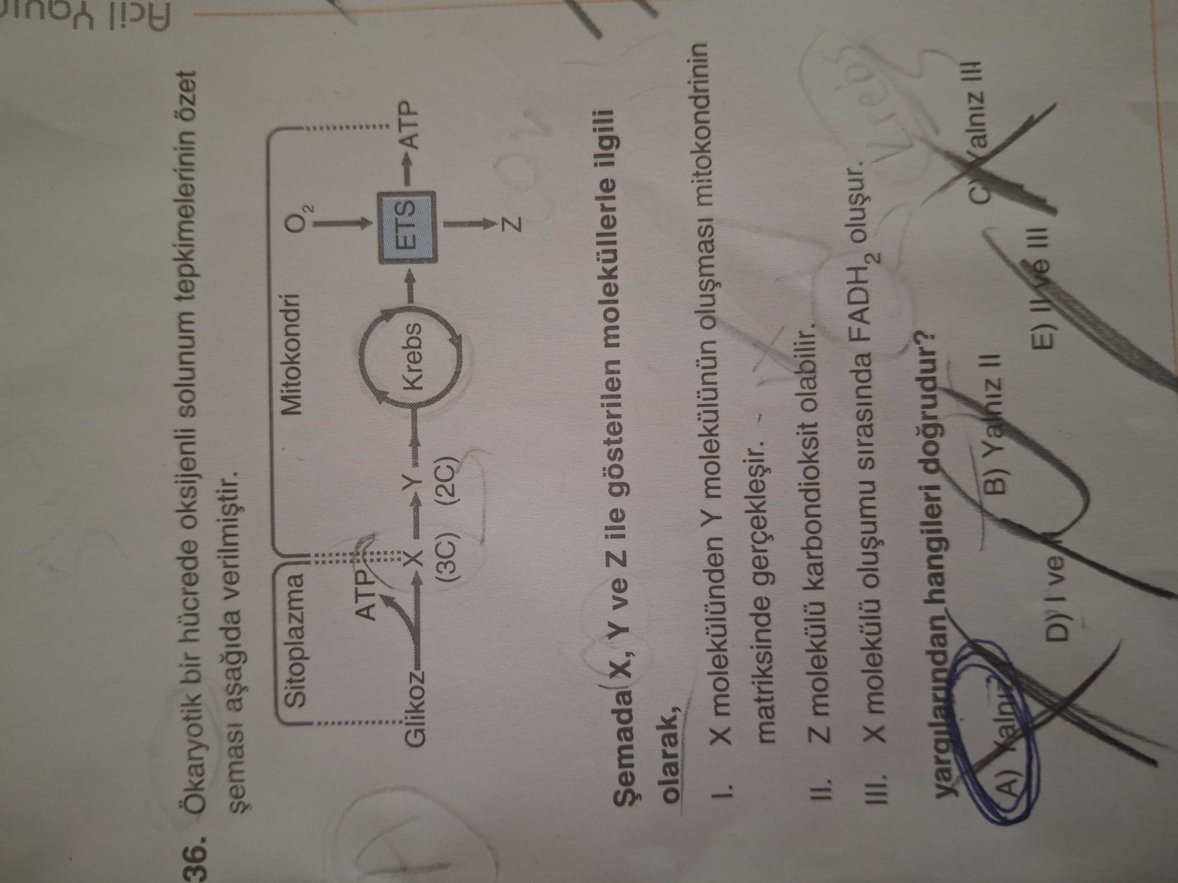 Ökaryotik bir hücrede oksijenli solunum tepkimelerinin özet şeması aşağıda verilmiştir. Şemada X, Y