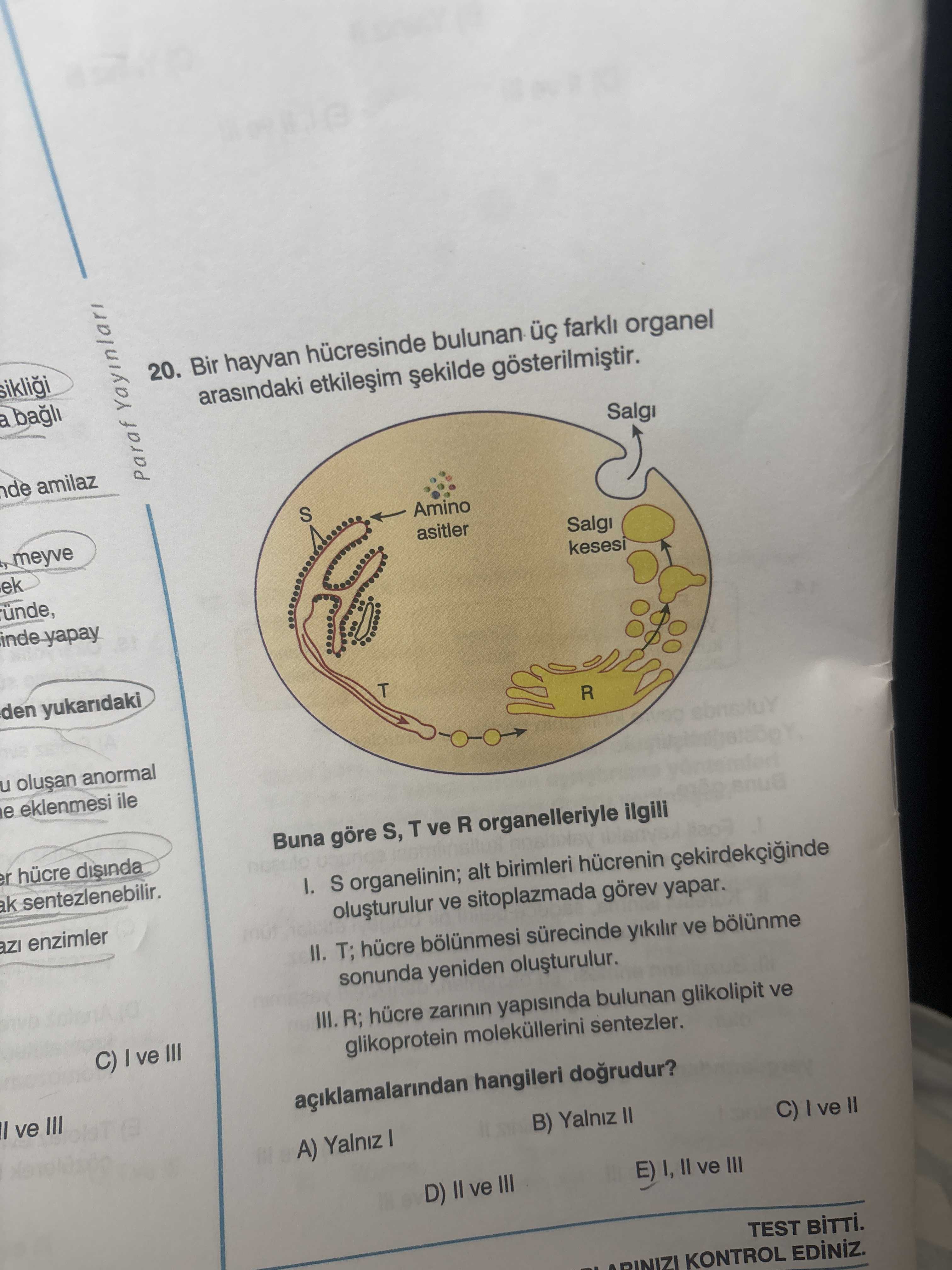 Bir hayvan hücresinde bulunan üç farklı organel arasındaki etkileşim şekilde gösterilmiştir. Buna
