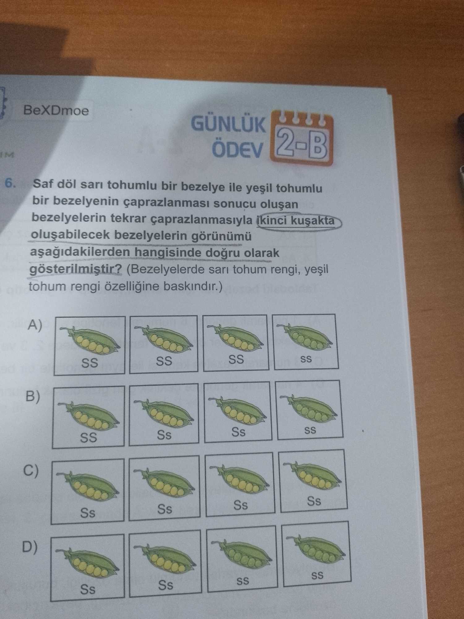 Saf döl sarı tohumlu bir bezelye ile yeşil tohumlu bir bezelyenin çaprazlanması sonucu oluşan