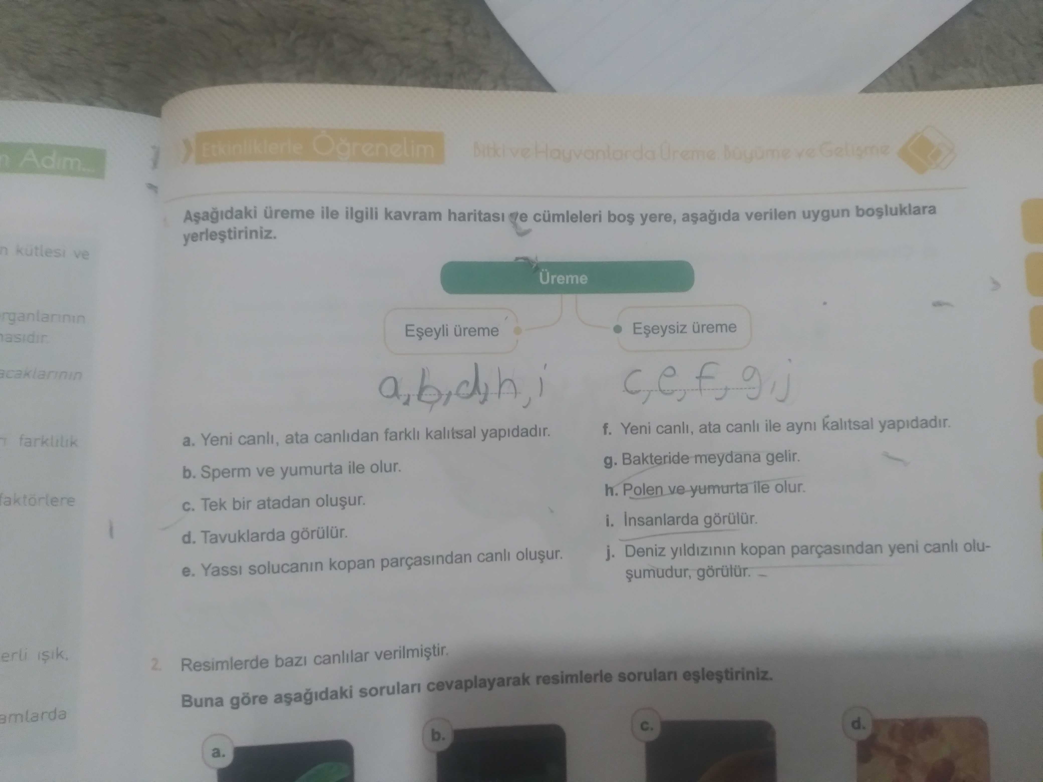 Aşağıdaki üreme ile ilgili kavram haritası ve cümleleri boş yere, aşağıda verilen uygun boşluklara