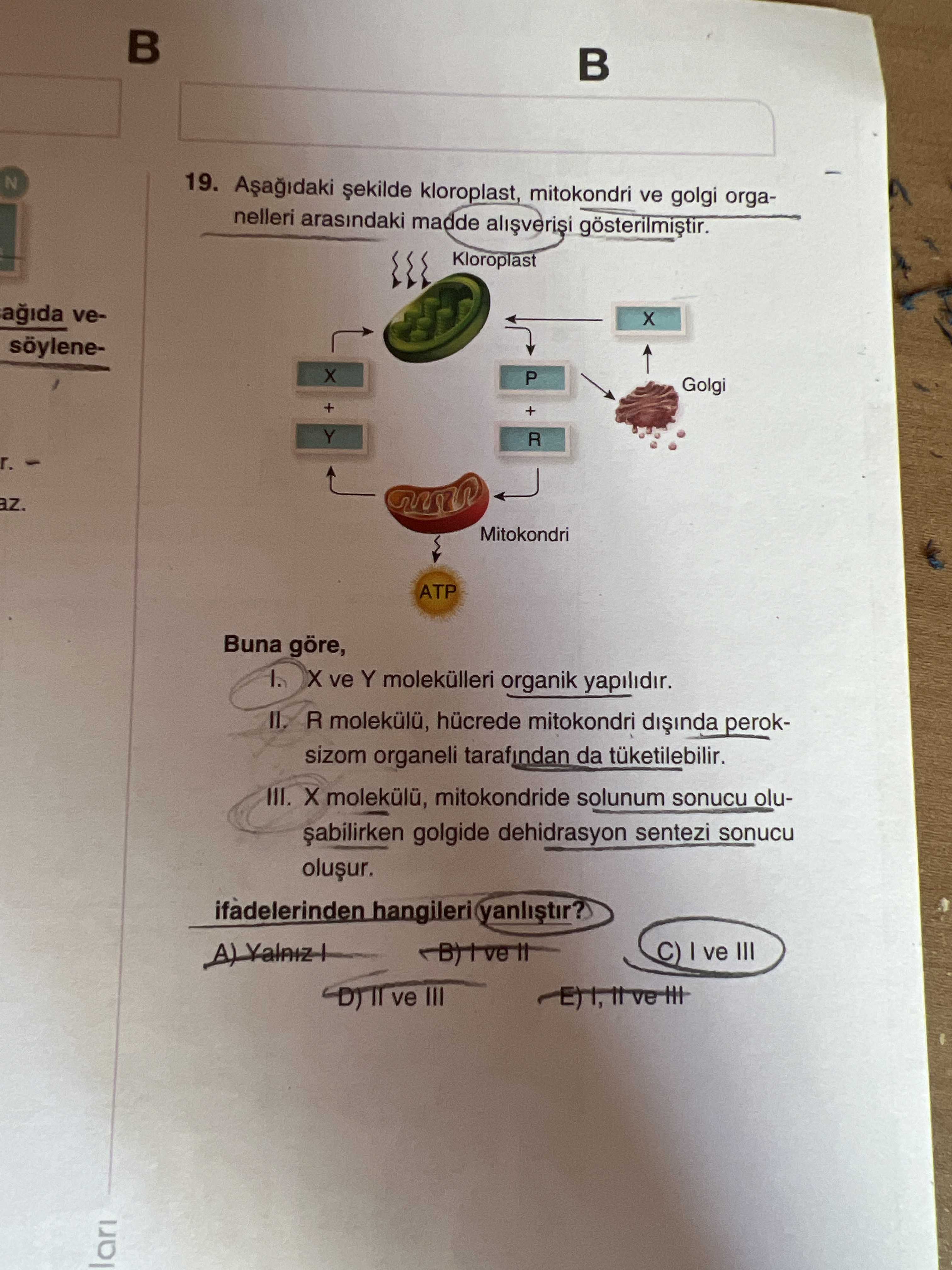 Aşağıdaki şekilde kloroplast, mitokondri ve golgi organelleri arasındaki madde alışverişi