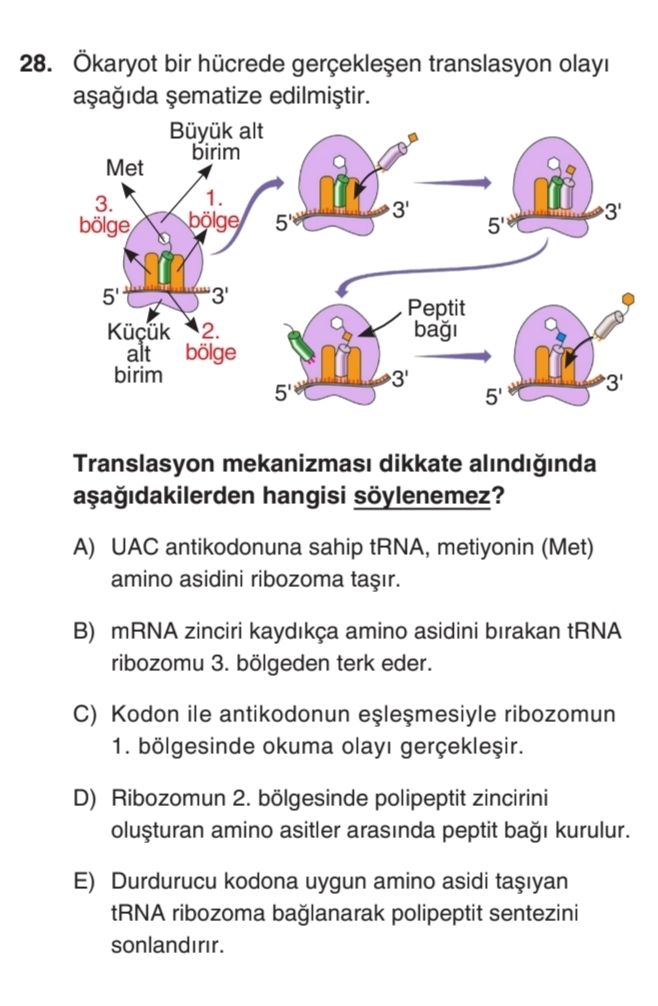 Ökaryot bir hücrede gerçekleşen translasyon olayı aşağıda şematize edilmiştir. Translasyon