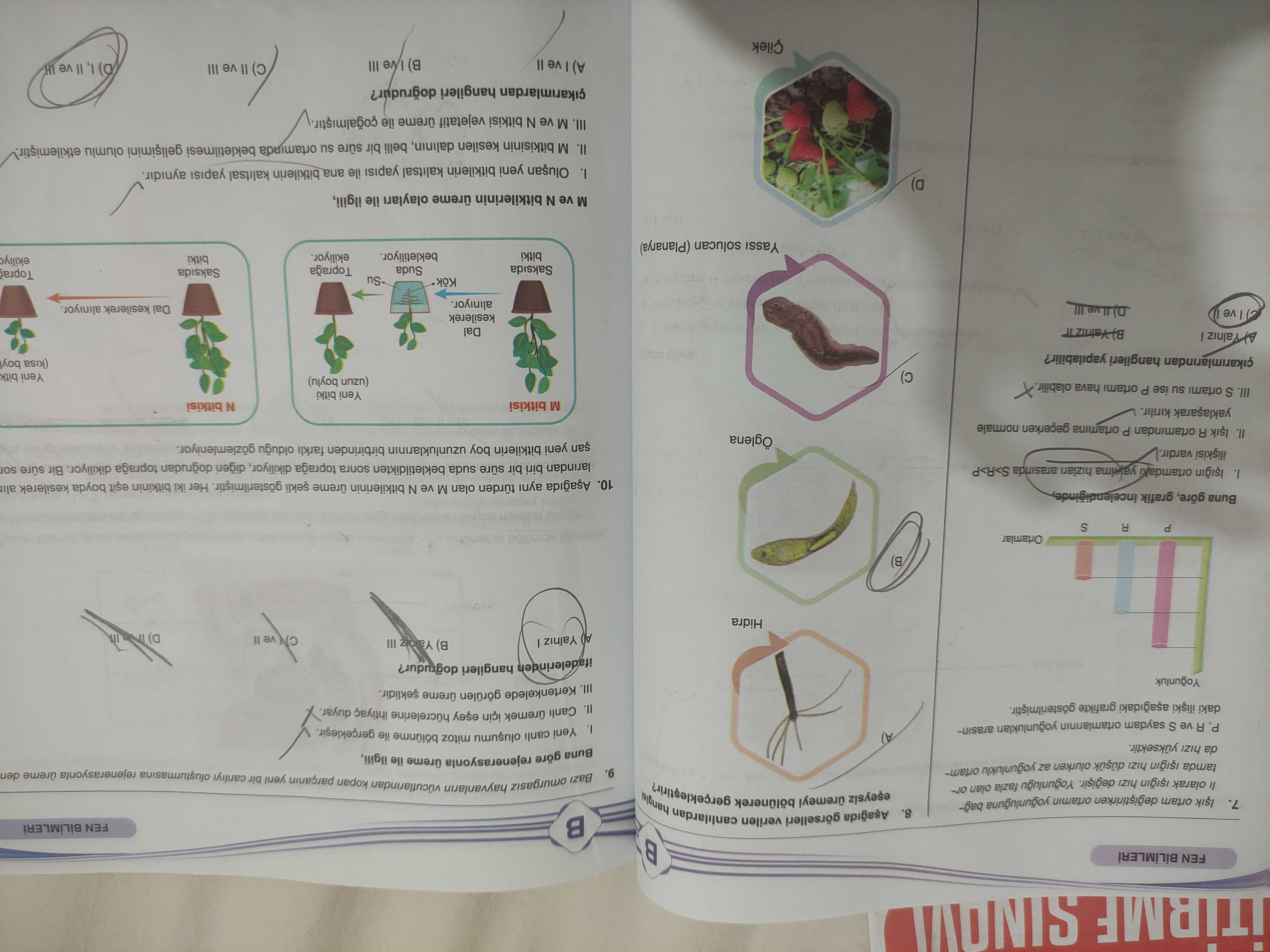 Aşağıda görselleri verilen canlılardan hangisi eşeysiz üremeyi bölünerek gerçekleştirir?