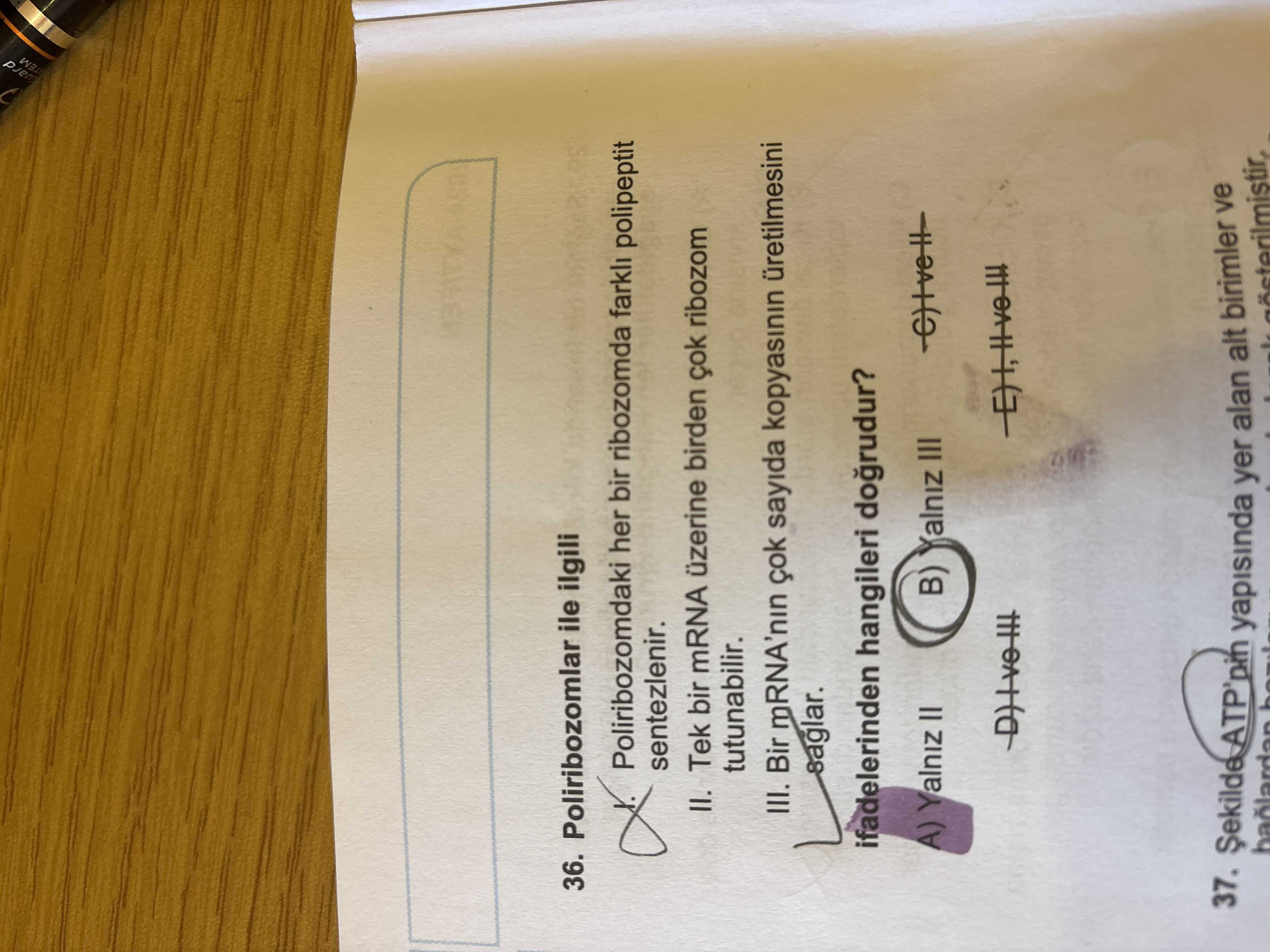 Poliribozomlar ile ilgili I. Poliribozomdaki her bir ribozomda farklı polipeptit sentezlenir. II