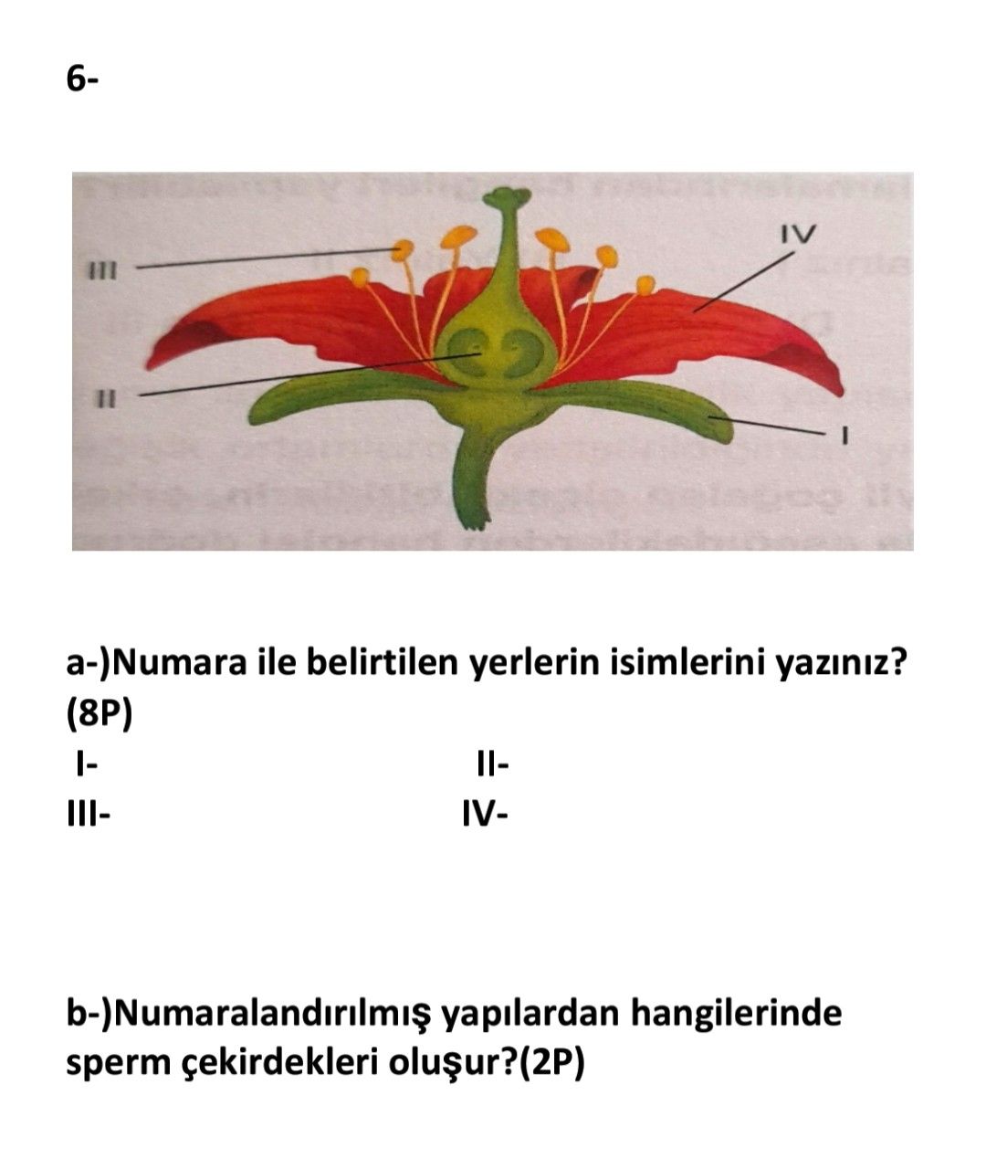 a-)Numara ile belirtilen yerlerin isimlerini yazınız? (8P) I- IIIII- IVb-)Numaralandırılmış