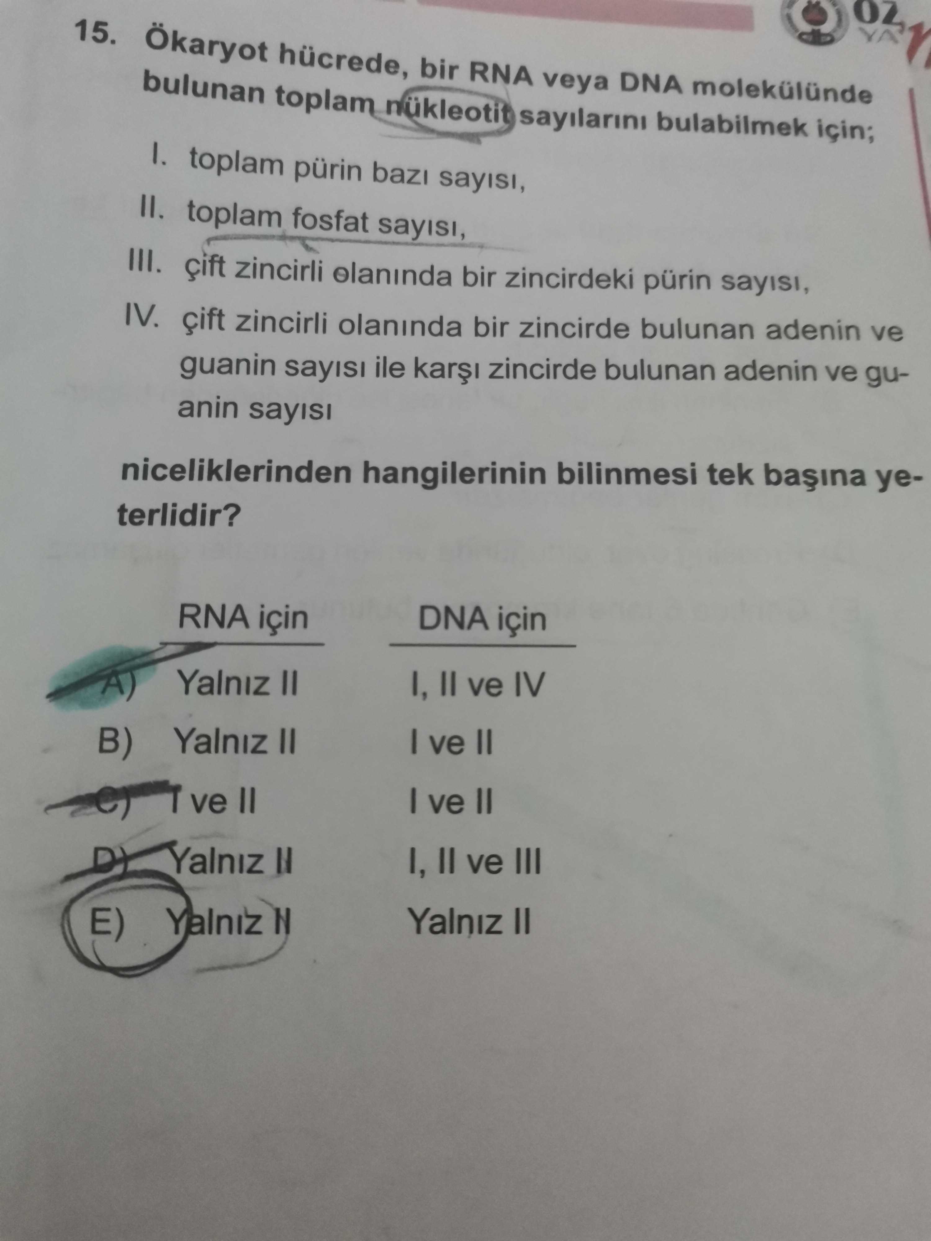 Ökaryot hücrede, bir RNA veya DNA molekülünde bulunan toplam nükleotit sayılarını bulabilmek için