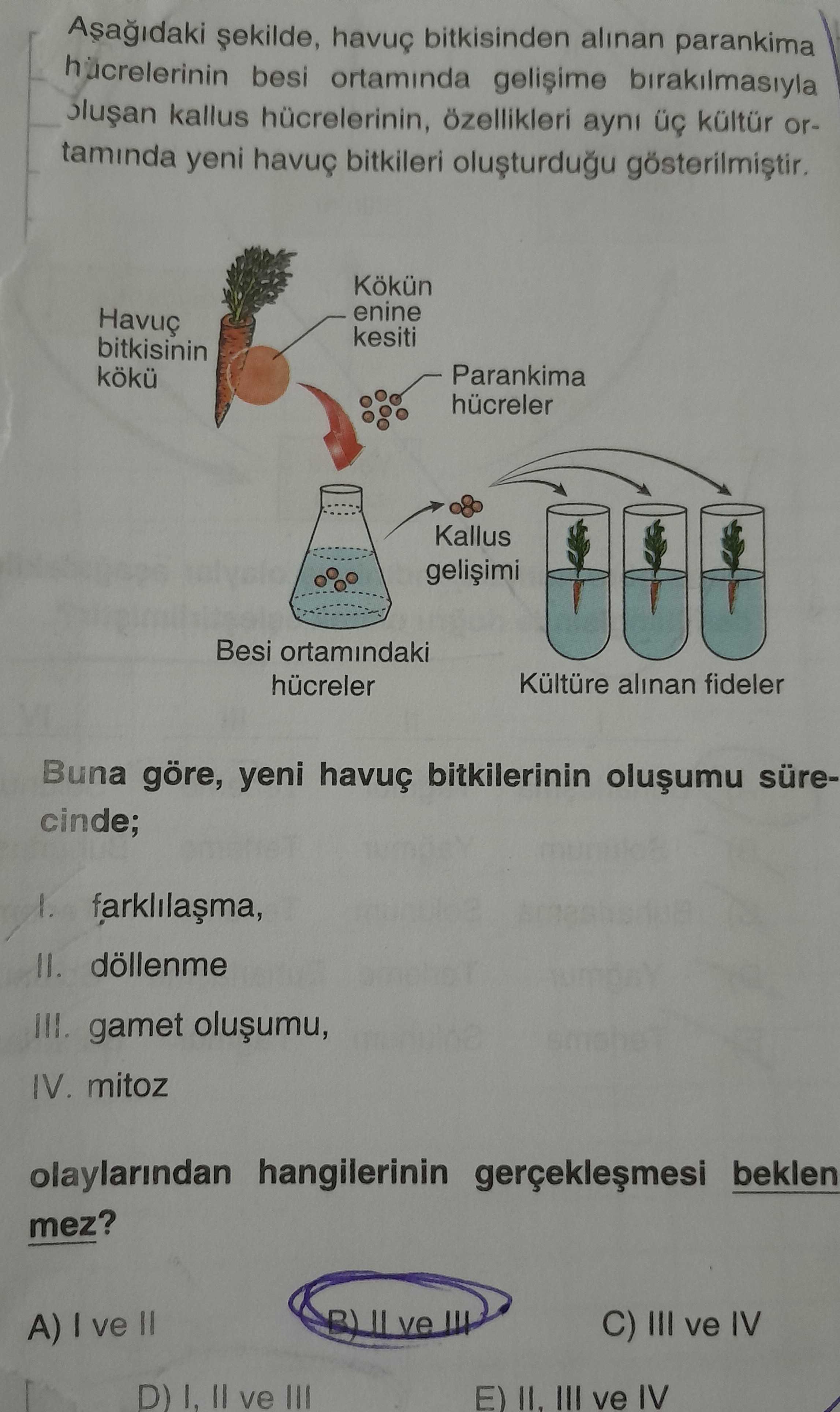 Aşağıdaki şekilde, havuç bitkisinden alınan parankima hücrelerinin besi ortamında gelişime
