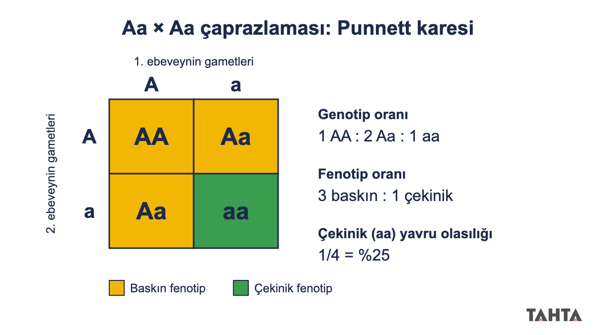 8. sınıf kalıtım Aa x Aa Punnett karesi: AA, Aa, Aa kutuları baskın, aa kutusu çekinik