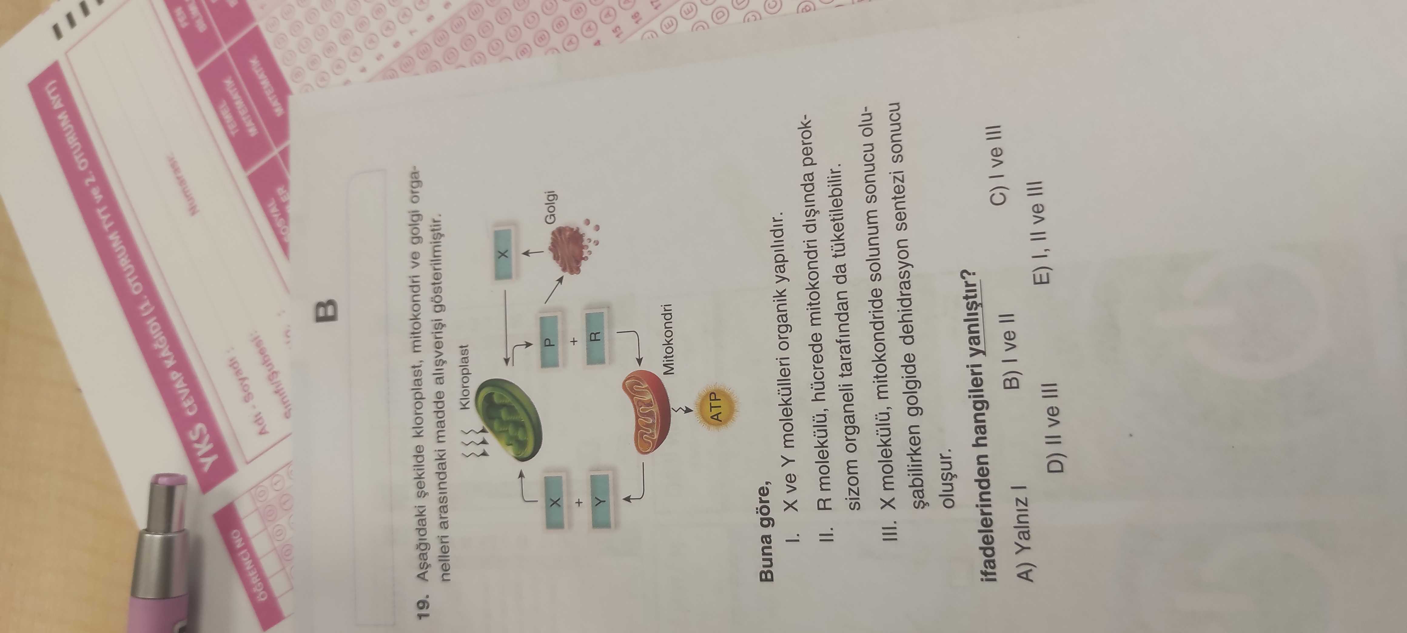 Aşağıdaki şekilde kloroplast, mitokondri ve golgi organelleri arasındaki madde alışverişi