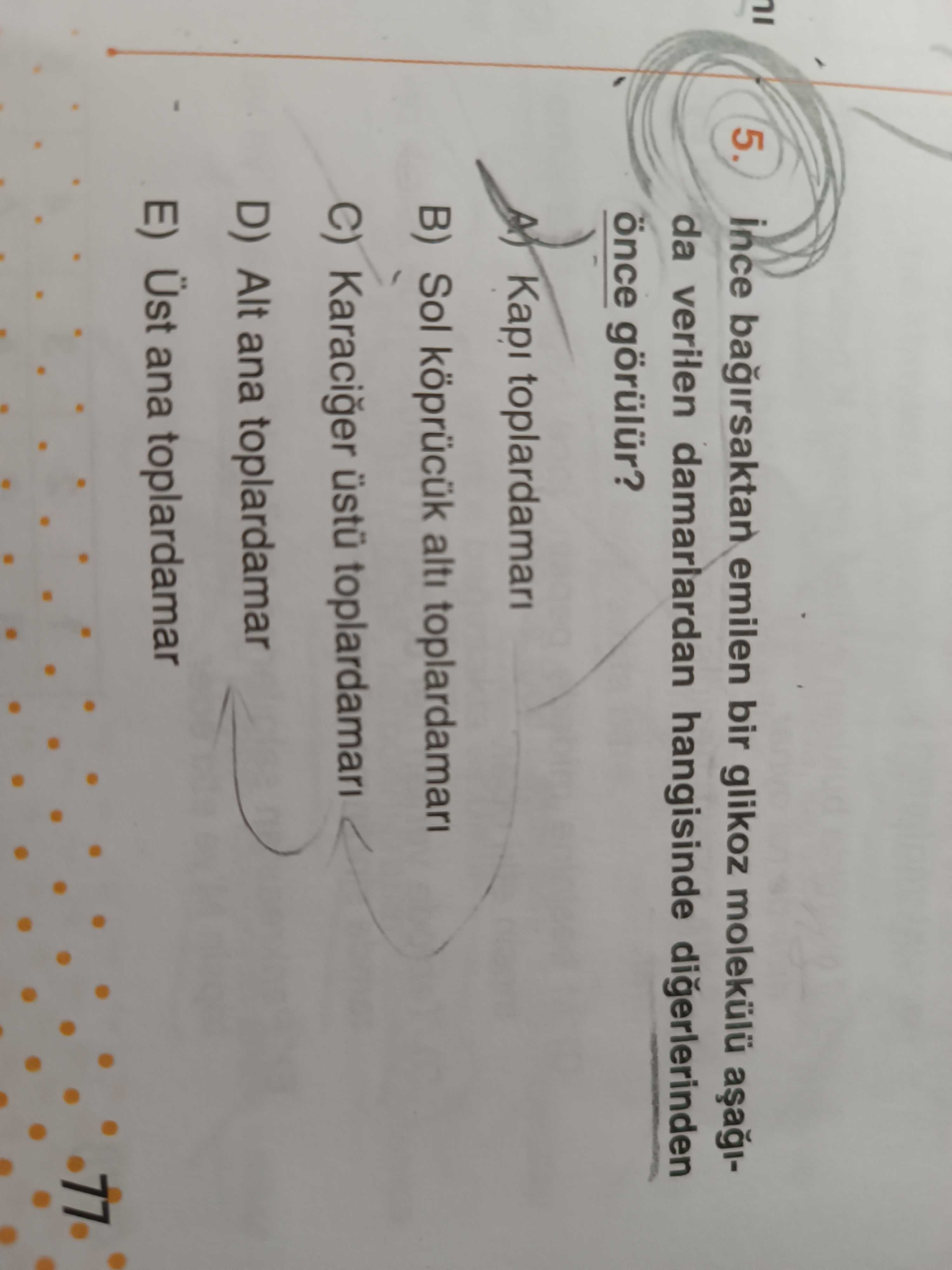 İnce bağırsaktan emilen bir glikoz molekülü aşağıda verilen damarlardan hangisinde diğerlerinden