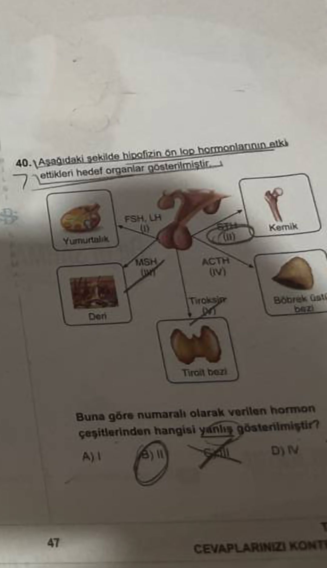 Aşağıdaki şekilde hipofizin ön lop hormonlarının etki ettikleri hedef organlar gösterilmiştir. Buna