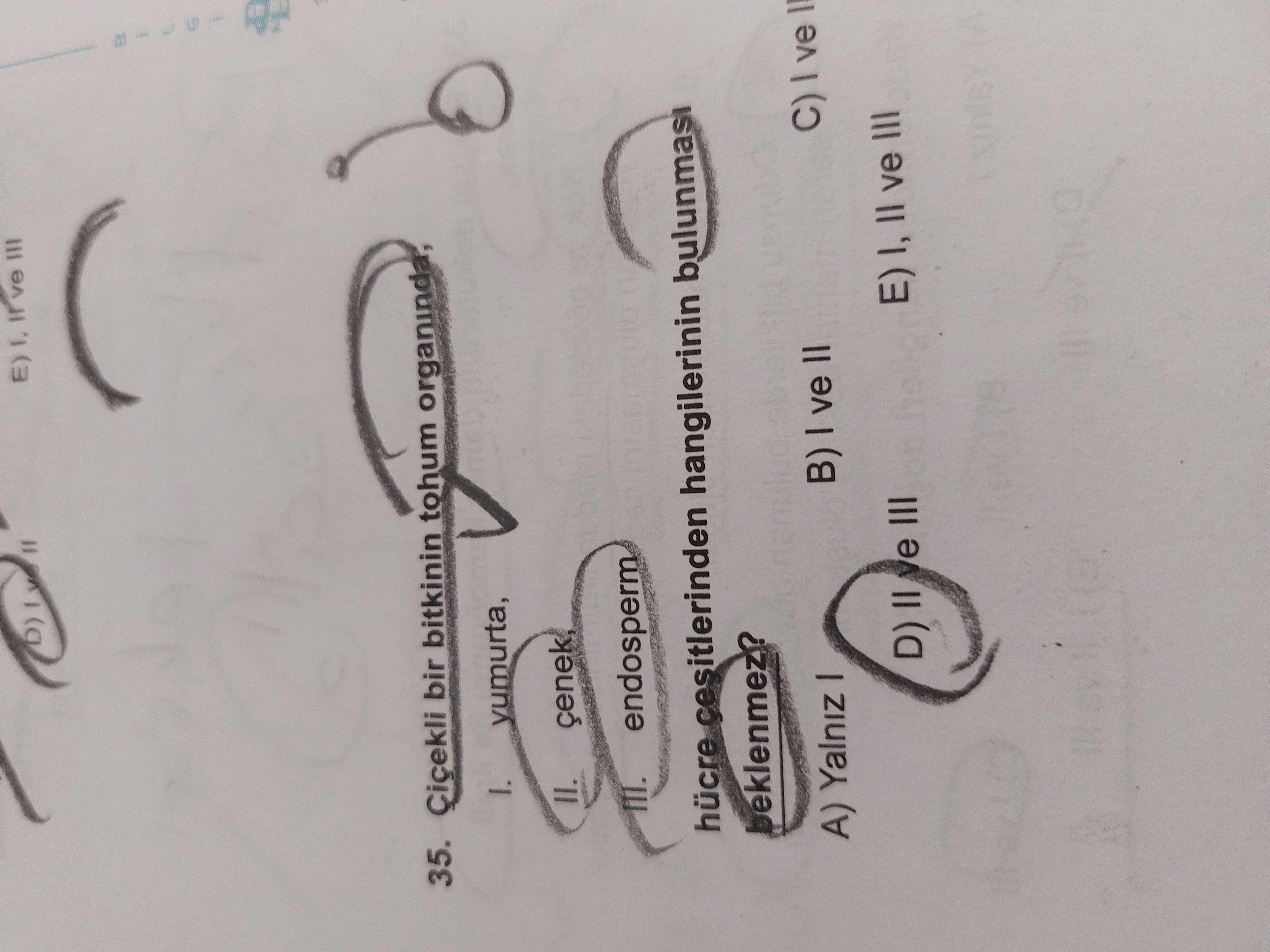 Çiçekli bir bitkinin tohum organında, I. yumurta, II. çenek, III. endosperm hücre çeşitlerinden