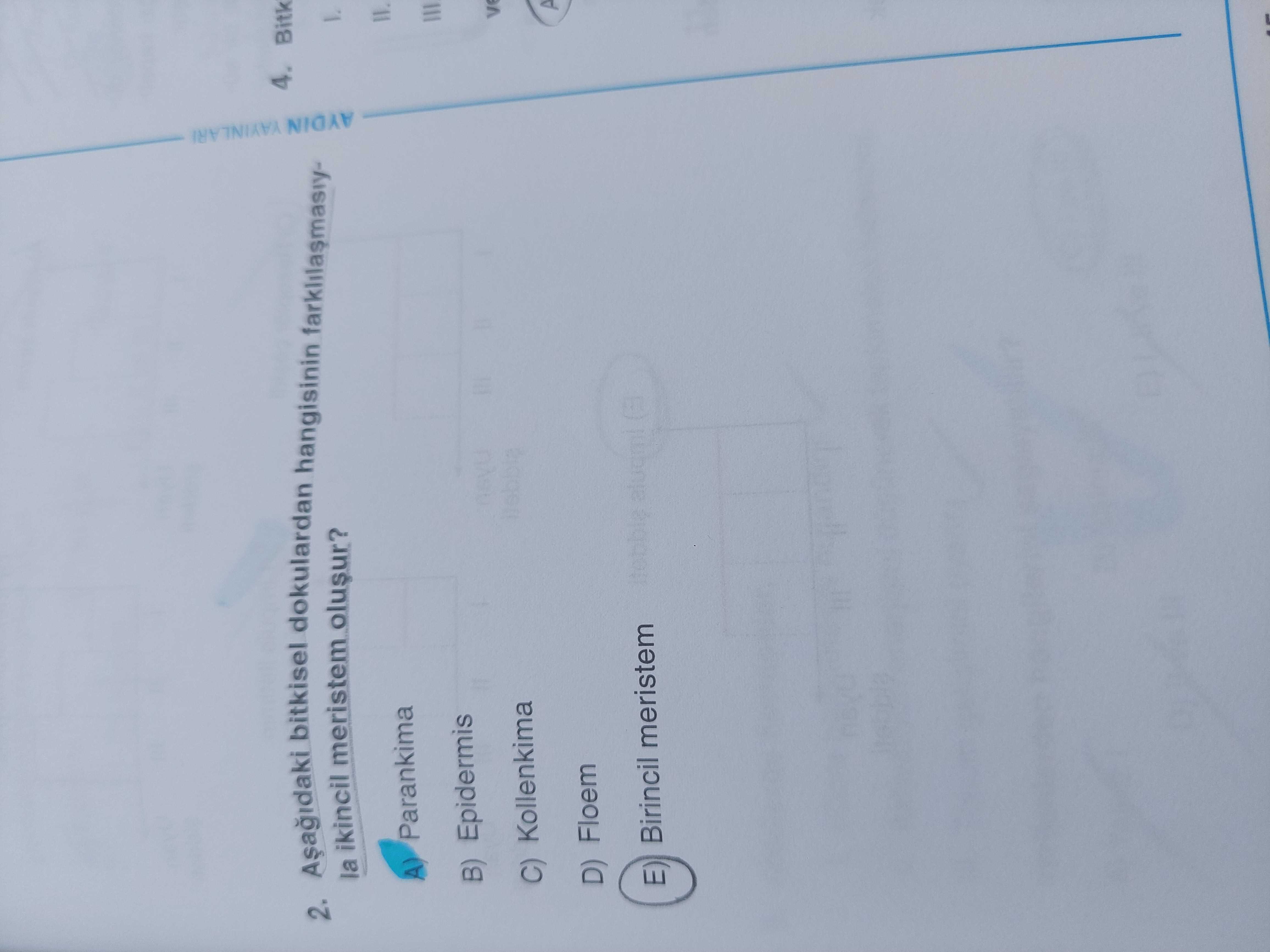 Aşağıdaki bitkisel dokulardan hangisinin farklılaşmasıyla ikincil meristem oluşur?