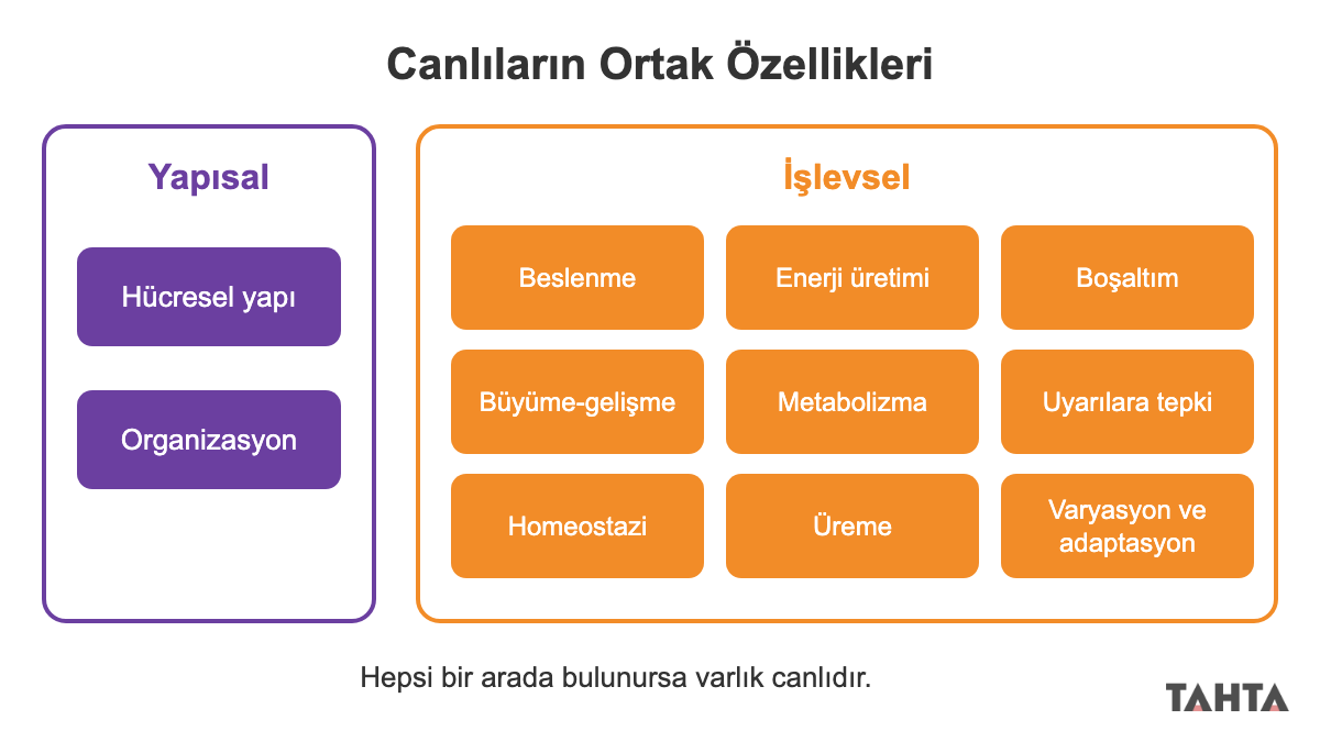 Canlıların ortak özelliklerini yapısal ve işlevsel olarak iki gruba ayıran özet şema