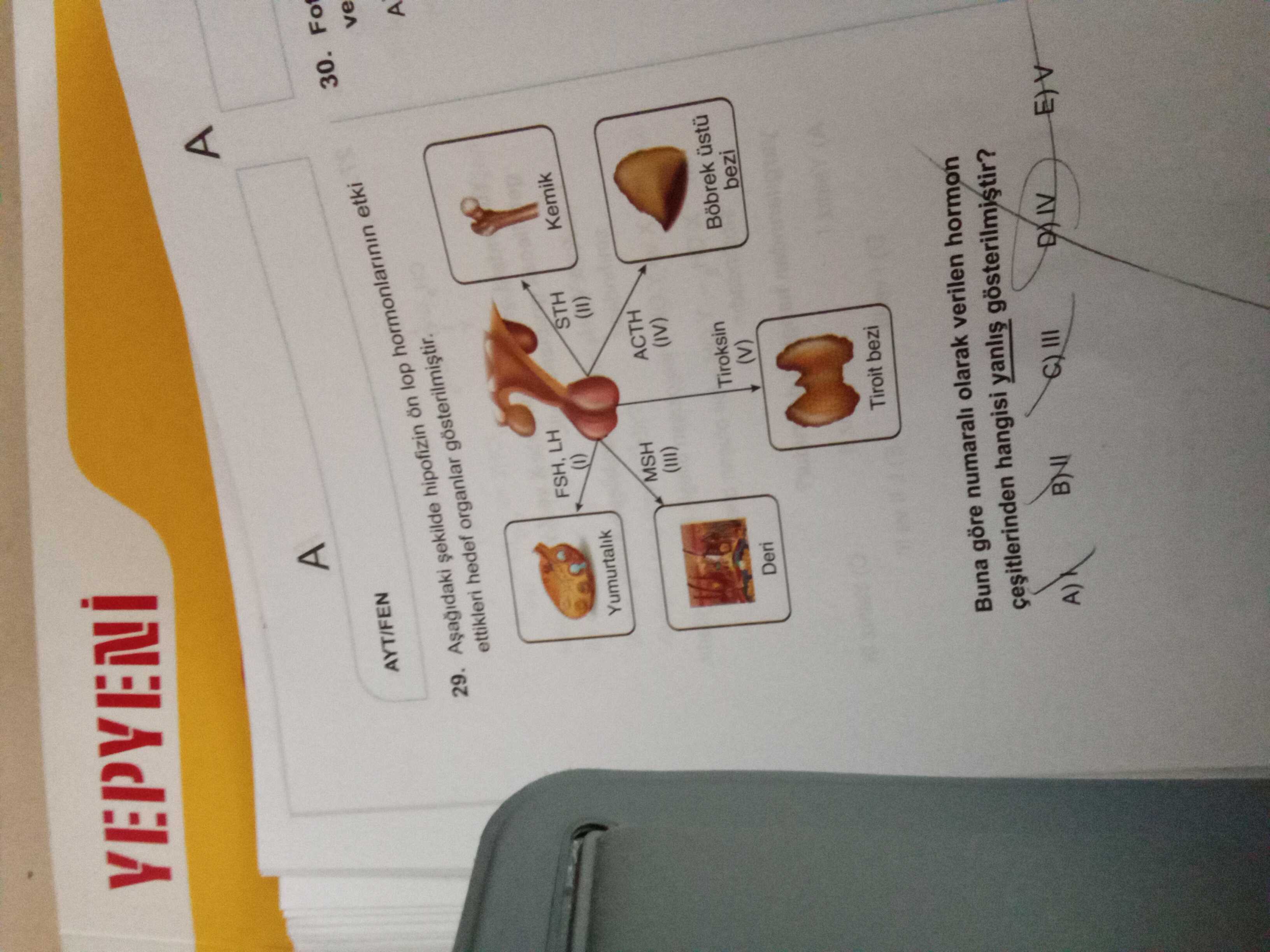 Aşağıdaki şekilde hipofizin ön lop hormonlarının etki ettikleri hedef organlar gösterilmiştir. Buna