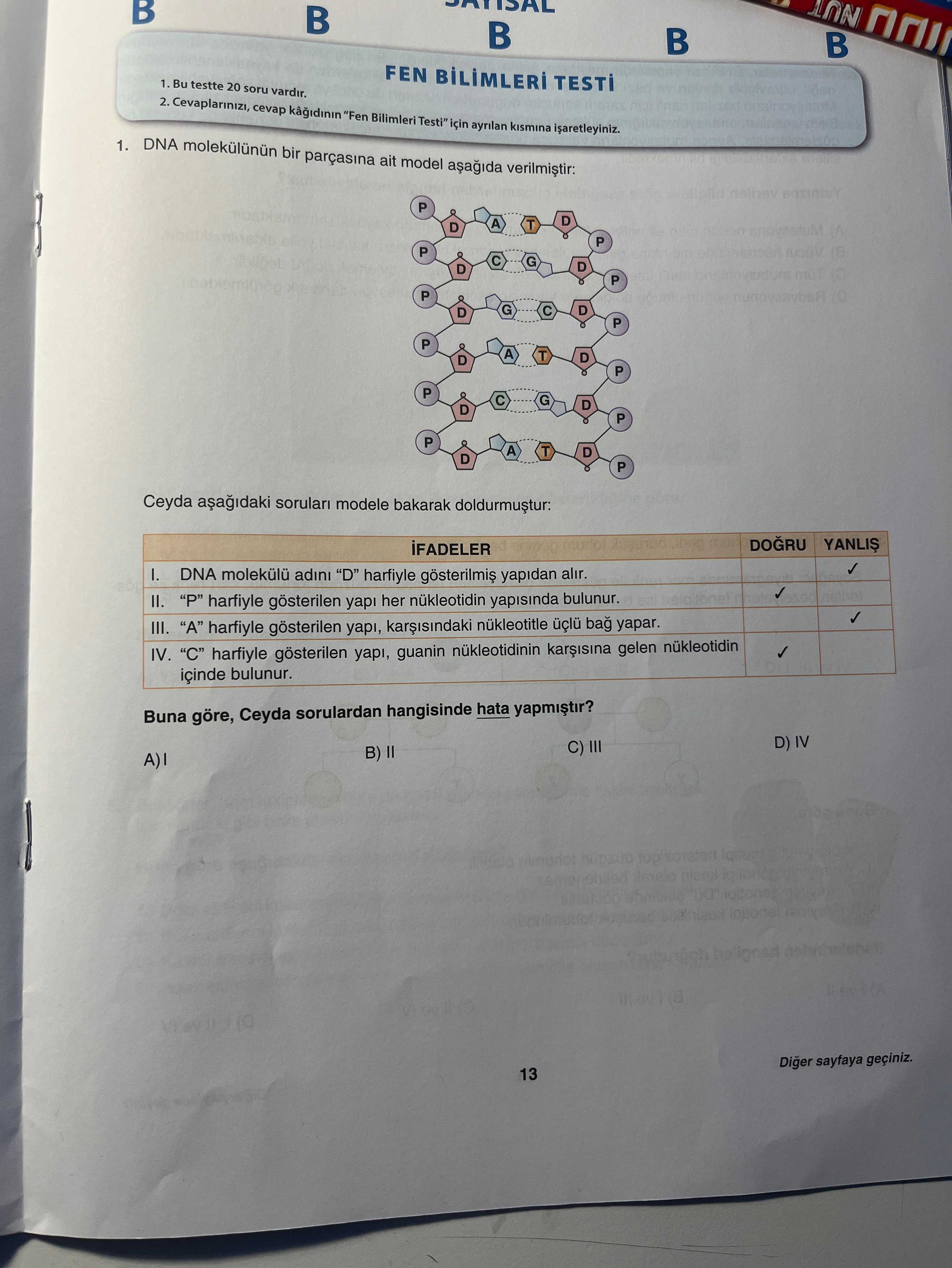 DNA molekülünün bir parçasına ait model aşağıda verilmiştir. Ceyda aşağıdaki soruları modele bakarak