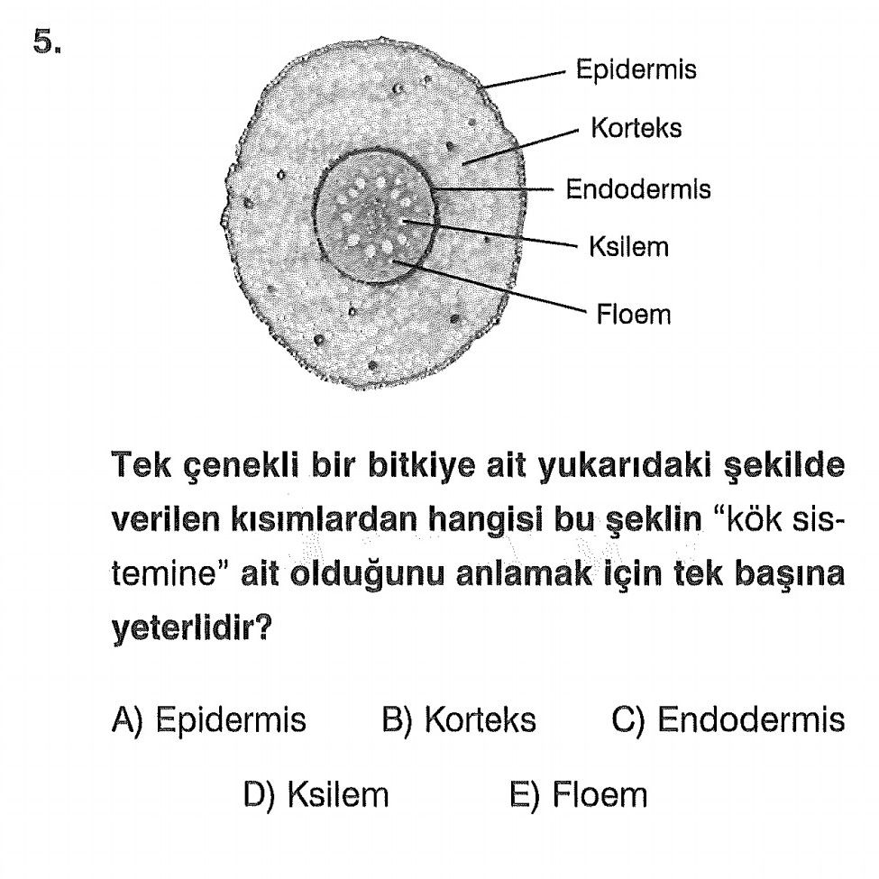 Tek çenekli bir bitkiye ait yukarıdaki şekilde verilen kısımlardan hangisi bu şeklin "kök sistemine"