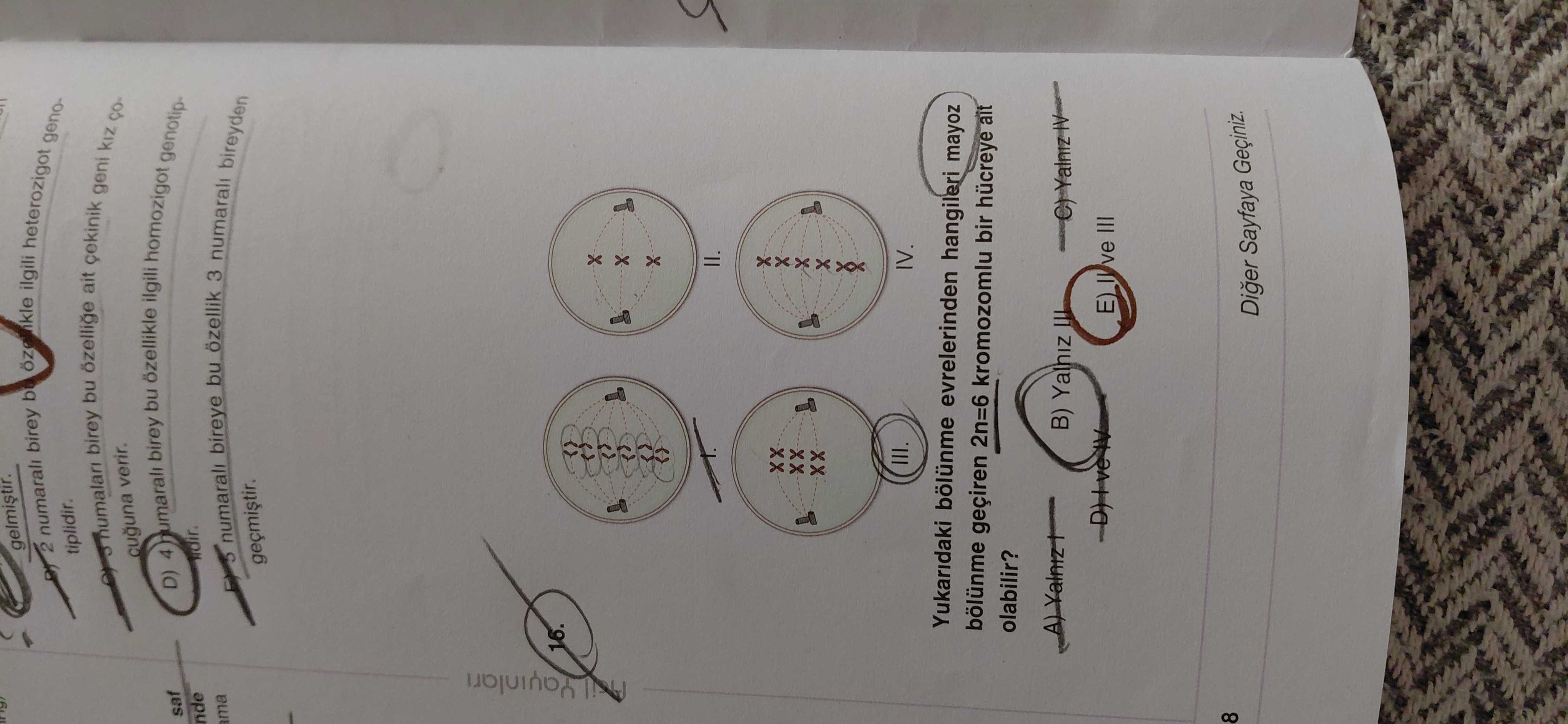 Yukarıdaki bölünme evrelerinden hangileri mayoz bölünme geçiren 2n=6 kromozomlu bir hücreye ait