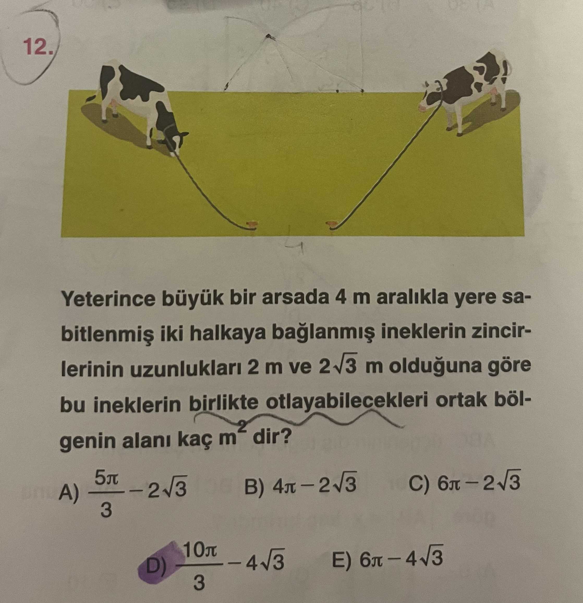 Yeterince büyük bir arsada 4 m aralıkla yere sabitlenmiş iki halkaya bağlanmış ineklerin