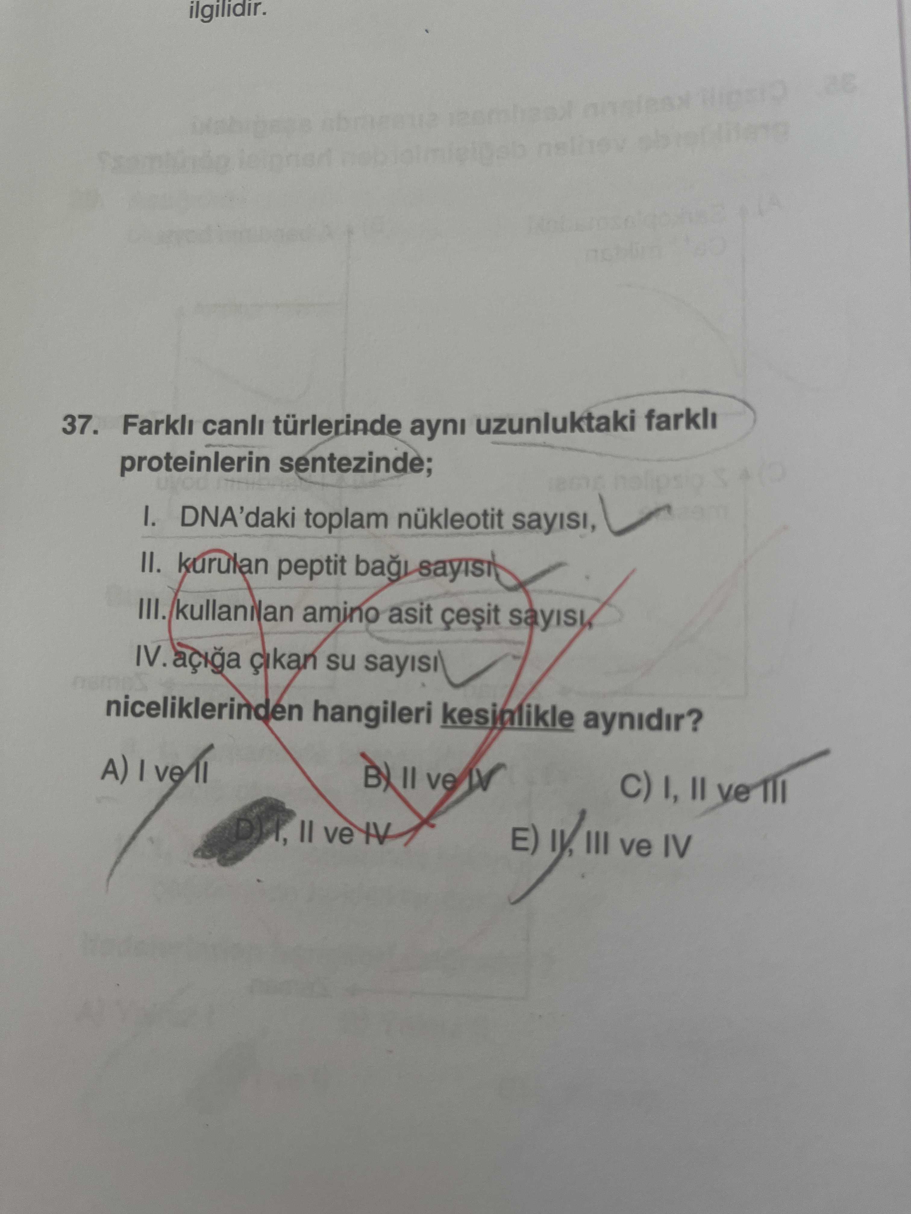 Farklı canlı türlerinde aynı uzunluktaki farklı proteinlerin sentezinde; I. DNA'daki toplam